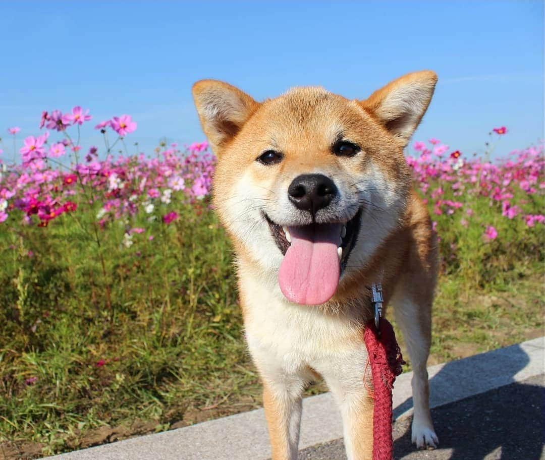 柴犬たま Shibainu Tamaのインスタグラム