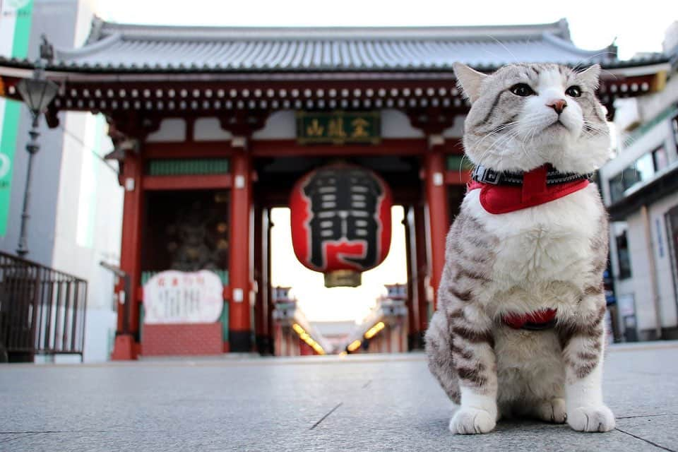 Nyankichi Noranekoさんのインスタグラム写真 - (Nyankichi NoranekoInstagram)「猫もシャクシも鬼滅推し！ 日本のいたる所に聖地あり！？ まずは全集中！浅草にゃり!!  ニャンと！浅草発祥の会社が作った！ぼくのカレンダーがamazon と楽天市場で買えるようになりました!! みなさん【2021旅猫ニャン吉カレンダー】で検索してくださいにゃり📆  近々、近所の田んぼ道でニャン治郎に変身する予定の、ぼくの来年のカレンダーをどうぞよろしくお願いいたしますにゃり😸  壁掛けカレンダー(amazon) https://www.amazon.co.jp/dp/B08M3TCNCX  壁掛けカレンダー(楽天市場) https://item.rakuten.co.jp/hokushinco/kk21033  卓上カレンダー(amazon) https://www.amazon.co.jp/dp/B08M3DK8MW  卓上カレンダー(楽天市場) https://item.rakuten.co.jp/hokushinco/tc21034  #猫 #cat #고양이 #แมว #貓 #кошка #wats #chat #ニャンスタグラム #gato #catsofinstagram #ねこ部 #旅猫 #cats #aso #japan #猫写真 #ねこ #seekor #ネコ #kitty #パトロール #kucing #kucinglucu #カレンダー #暦 #猫カレンダー #動物カレンダー」11月3日 16時56分 - noraneko_nyankichi