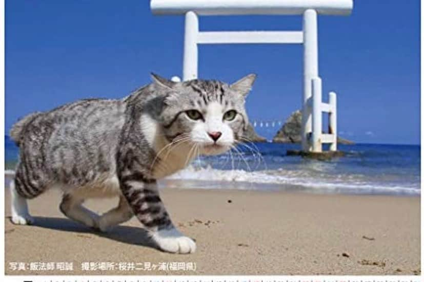 Nyankichi Noranekoさんのインスタグラム写真 - (Nyankichi NoranekoInstagram)「猫もシャクシも鬼滅推し！ 日本のいたる所に聖地あり！？ まずは全集中！浅草にゃり!!  ニャンと！浅草発祥の会社が作った！ぼくのカレンダーがamazon と楽天市場で買えるようになりました!! みなさん【2021旅猫ニャン吉カレンダー】で検索してくださいにゃり📆  近々、近所の田んぼ道でニャン治郎に変身する予定の、ぼくの来年のカレンダーをどうぞよろしくお願いいたしますにゃり😸  壁掛けカレンダー(amazon) https://www.amazon.co.jp/dp/B08M3TCNCX  壁掛けカレンダー(楽天市場) https://item.rakuten.co.jp/hokushinco/kk21033  卓上カレンダー(amazon) https://www.amazon.co.jp/dp/B08M3DK8MW  卓上カレンダー(楽天市場) https://item.rakuten.co.jp/hokushinco/tc21034  #猫 #cat #고양이 #แมว #貓 #кошка #wats #chat #ニャンスタグラム #gato #catsofinstagram #ねこ部 #旅猫 #cats #aso #japan #猫写真 #ねこ #seekor #ネコ #kitty #パトロール #kucing #kucinglucu #カレンダー #暦 #猫カレンダー #動物カレンダー」11月3日 16時56分 - noraneko_nyankichi