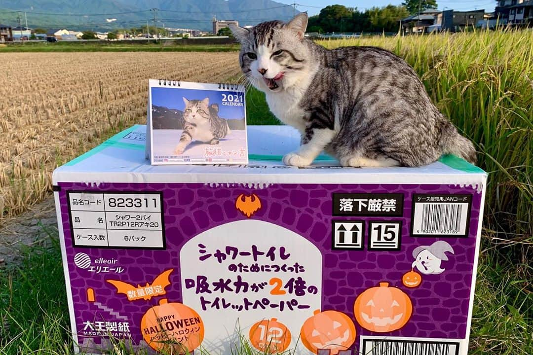 Nyankichi Noranekoさんのインスタグラム写真 - (Nyankichi NoranekoInstagram)「猫もシャクシも鬼滅推し！ 日本のいたる所に聖地あり！？ まずは全集中！浅草にゃり!!  ニャンと！浅草発祥の会社が作った！ぼくのカレンダーがamazon と楽天市場で買えるようになりました!! みなさん【2021旅猫ニャン吉カレンダー】で検索してくださいにゃり📆  近々、近所の田んぼ道でニャン治郎に変身する予定の、ぼくの来年のカレンダーをどうぞよろしくお願いいたしますにゃり😸  壁掛けカレンダー(amazon) https://www.amazon.co.jp/dp/B08M3TCNCX  壁掛けカレンダー(楽天市場) https://item.rakuten.co.jp/hokushinco/kk21033  卓上カレンダー(amazon) https://www.amazon.co.jp/dp/B08M3DK8MW  卓上カレンダー(楽天市場) https://item.rakuten.co.jp/hokushinco/tc21034  #猫 #cat #고양이 #แมว #貓 #кошка #wats #chat #ニャンスタグラム #gato #catsofinstagram #ねこ部 #旅猫 #cats #aso #japan #猫写真 #ねこ #seekor #ネコ #kitty #パトロール #kucing #kucinglucu #カレンダー #暦 #猫カレンダー #動物カレンダー」11月3日 16時56分 - noraneko_nyankichi