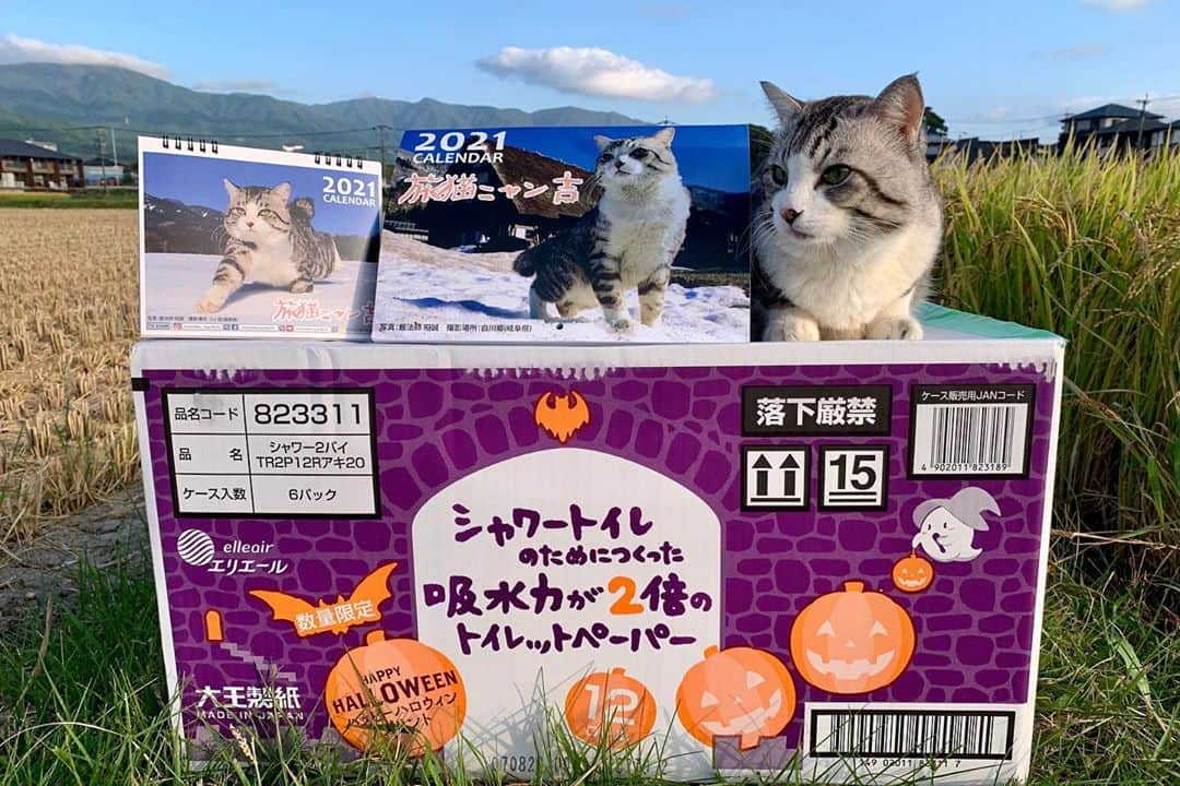 Nyankichi Noranekoさんのインスタグラム写真 - (Nyankichi NoranekoInstagram)「猫もシャクシも鬼滅推し！ 日本のいたる所に聖地あり！？ まずは全集中！浅草にゃり!!  ニャンと！浅草発祥の会社が作った！ぼくのカレンダーがamazon と楽天市場で買えるようになりました!! みなさん【2021旅猫ニャン吉カレンダー】で検索してくださいにゃり📆  近々、近所の田んぼ道でニャン治郎に変身する予定の、ぼくの来年のカレンダーをどうぞよろしくお願いいたしますにゃり😸  壁掛けカレンダー(amazon) https://www.amazon.co.jp/dp/B08M3TCNCX  壁掛けカレンダー(楽天市場) https://item.rakuten.co.jp/hokushinco/kk21033  卓上カレンダー(amazon) https://www.amazon.co.jp/dp/B08M3DK8MW  卓上カレンダー(楽天市場) https://item.rakuten.co.jp/hokushinco/tc21034  #猫 #cat #고양이 #แมว #貓 #кошка #wats #chat #ニャンスタグラム #gato #catsofinstagram #ねこ部 #旅猫 #cats #aso #japan #猫写真 #ねこ #seekor #ネコ #kitty #パトロール #kucing #kucinglucu #カレンダー #暦 #猫カレンダー #動物カレンダー」11月3日 16時56分 - noraneko_nyankichi