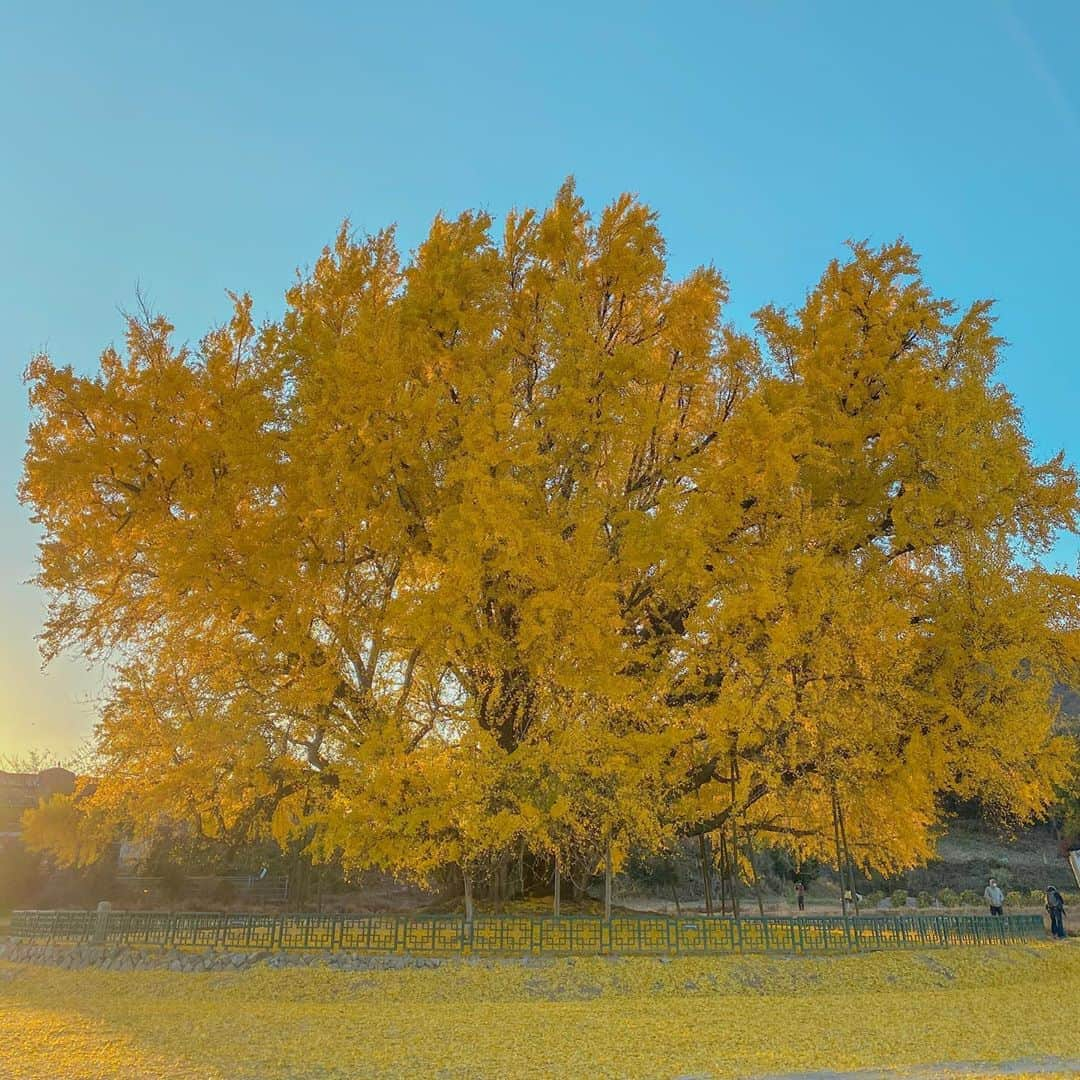 ハ・ヨンジュさんのインスタグラム写真 - (ハ・ヨンジュInstagram)「Goodbye Autumn 2020_」11月3日 17時07分 - hi_iamjoojoo