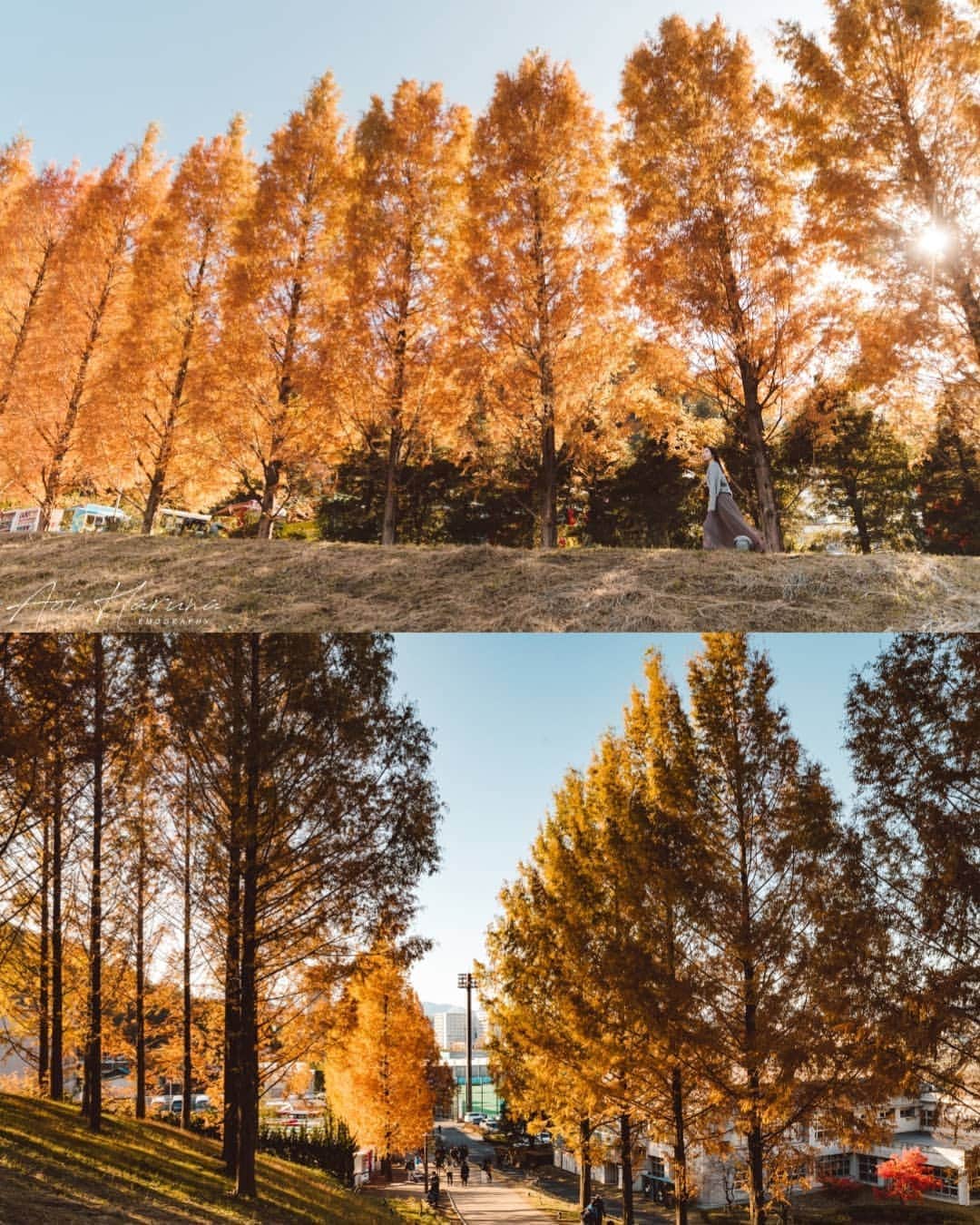 遥南碧さんのインスタグラム写真 - (遥南碧Instagram)「赤と黄に色付く葉っぱと 広く大きな青空  3原色が揃う埼玉の紅葉スポット🍁 #あけぼのこどもの森公園  これは去年の写真ですが 今年も行きたい！ * * * #何気ない日常の物語 をモチーフに 東京拠点で #被写体募集 しているので #邦画の彼女感 に 興味がある方はお気軽に ご連絡ください。  モデルのファッション撮影や アイドルのグラビアなど 一緒に作品撮り出来る ヘアメイク 、スタイリスト も募集中✨  案件やコラボのお誘いは お気軽にコメント、DMください！ * * * # #いいね返しは絶対 #ファインダー越しの私の世界 #ムーミン谷 #ムーミンバレーパーク #粉我 #フィルム好きな人と繋がりたい #フィルム寫眞 #幸せな瞬間をもっと世界に #좋아요반사 #関西写真部SHARE #人像攝影 #儚くて何処か愛おしい様な #紅葉 #埼玉観光 #インスタスポット #東京カメラ部 #japanesegirl #패션스타그램 #into_the_screen #as_archive  #photogram_archive  #jp_portrait部 #film_jp #japantravel #photo_life_best  #good_portraits_world」11月3日 16時59分 - harunaoi_photo