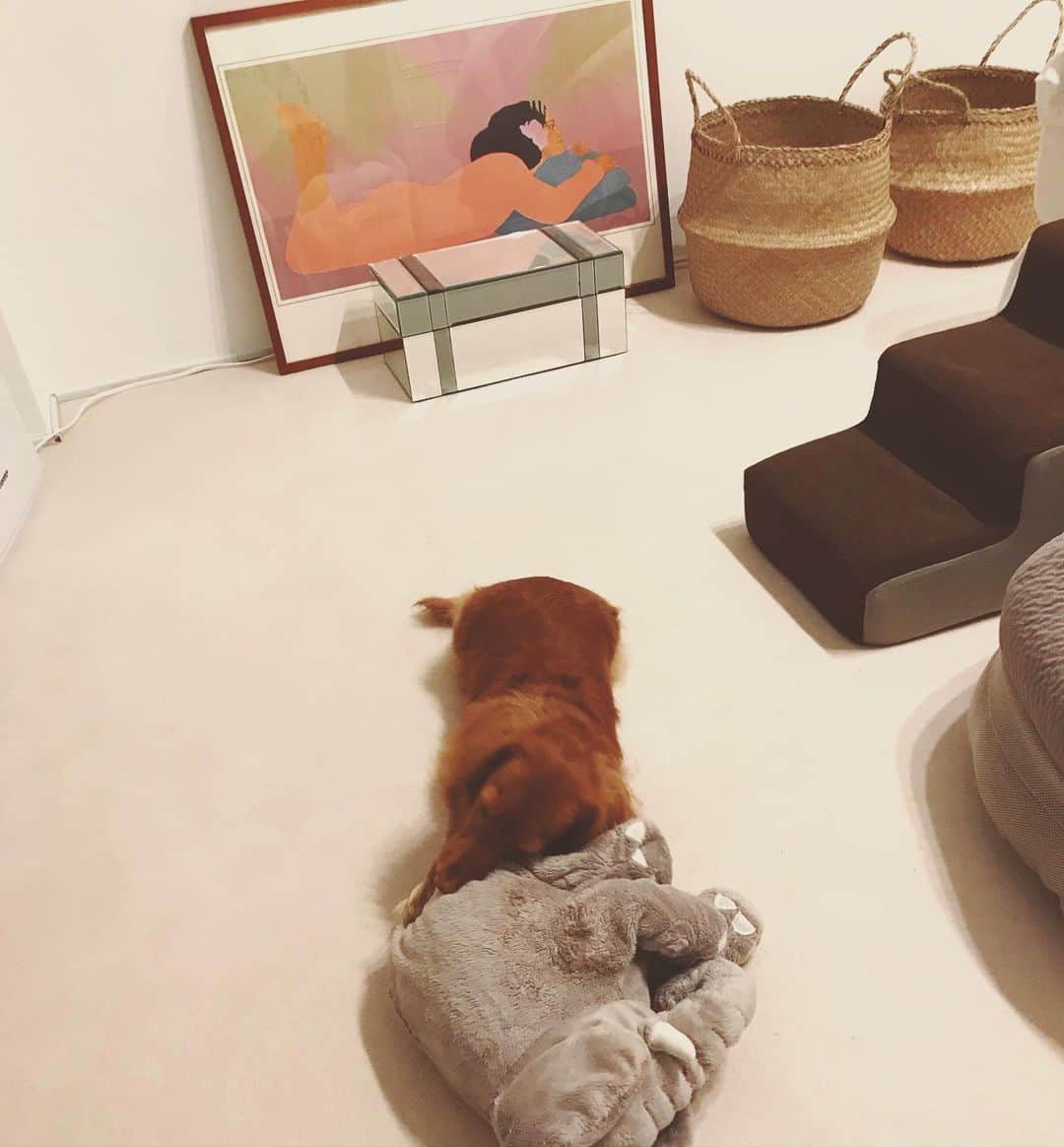 加藤章太郎さんのインスタグラム写真 - (加藤章太郎Instagram)「be home w/🐕 #mydog #duchshund #holiday」11月3日 17時00分 - __shotaro__
