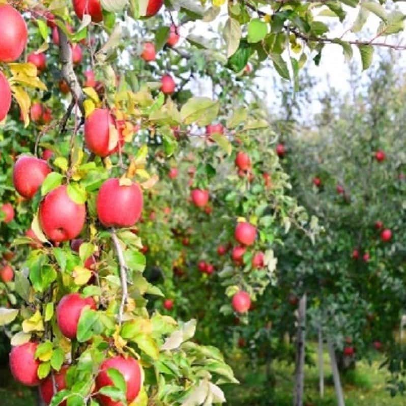 LDH kitchenさんのインスタグラム写真 - (LDH kitchenInstagram)「. @ldhfarm_official  🚛〜LDH farm〜🚛 ・ 《Farmers Market》 ・ 【まるせい果樹園の季節のりんごシリーズ約2.5ｋg🍎】 ・ 「まるせい果樹園」では色々な種類のりんごを栽培しており、皆様に長く様々なりんごを楽しんで頂ければと思っています👨‍🌾・ その中でもこれから旬を迎える、陽光、王林、パインアップル、サンふじなど時期によっては品種がＭＩＸになりますが、一番美味しい旬のりんごをお届けいたします🚛・ まるせい果樹園の自慢のりんごをお楽しみください🎶 ・ 「まるせい果樹園」のこだわりは、有機肥料をたくさん使い、減農薬を心がけ、皆様に愛される安心安全な果物を真心込めて作っております👨‍🌾・ 果樹栽培のほとんどが手作業ですので、生産者の愛情がたっぷり込められている一品です👩‍🌾✨・ 農園は、福島県福島市で代々農業を営む果樹栽培の歴史は明治後期から始まり、元々は養蚕を主体としていましたが、時代の流れとともに果樹を中心に変化し、現在ではさくらんぼ、もも、なし、りんご、ぶどう、西洋なし、かきのリレー式栽培で、6月から12月まで毎日が旬続きです‼︎・ 現代農業を維持継続し、次世代につなぎ、産地の力を発揮できるようGAP認証を軸とした栽培管理をするようになりました‼︎・ ※GAP(Good Agricultural Practice)認証とは、食の安全や環境保全に関する多くの基準が定められていて、2021年東京オリンピック選手村の食材調達基準となっています🧐 ・ ・ LDH farmでは、全国の素晴らしい生産者との取り組みとして、産地直送の農産物を販売しております。・ ・ 注文方法や詳細は、LDH farmのホームページより、ご確認ください。 ・ ・ 【商品詳細】・ まるせい果樹園の季節のりんごシリーズ約2.5ｋg（11玉前後）・ 陽光　王林　パインアップル　サンふじなど旬のりんごをお届けします。・ (時期によって品種がＭＩＸになります。)・ ※大きさにより入り個数は異なります。 3,600円(税込3,888円) ・ 【送料】・ 送料込み🚛 ・ 【特徴】・ 東京オリンピック選手村の食材基準であるASIAGAPとGLOBAL G.A.P.認証を取得し、安心安全な果物づくりを心がけています。・ 場所は、福島県の福島盆地の気候を利用し、早生種から晩生種まで多品種栽培をしています。・ 時期によって品種がMIXとなりますが、それは、その時期で一番美味しく実った品種をお届けしているからです😊 ・ 【生産地】・ 福島県福島市 ・ ・ ■ご注文：LDH farm（https://www.ldhfarm.co.jp/product/） ・ __🍎🍎🍎🍎🍎🍎🍎__ ・ @ldhfarm_official ・  のプロフィールURLからご購入いただけます🤗  ____________________________________ #LDHfarm #FarmersMarket #eatveggies #おうち時間 #LDHJAPAN #LDHkitchen #まるせい果樹園 #福島 #旬の果物 #りんご #陽光　 #王林　 #パインアップル　 #サンふじ」11月3日 17時15分 - ldhkitchen_official
