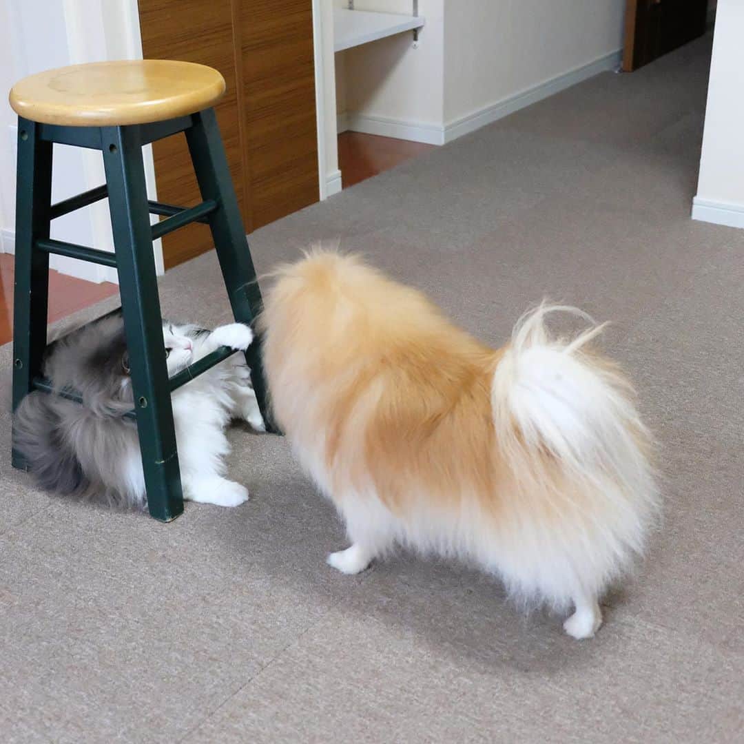 Hanaさんのインスタグラム写真 - (HanaInstagram)「来いニャろめ😼 * 🐶💢 * 椅子に守られて 強気な坊ちゃん😼 * * ブログ更新しました♪ http://kedamakyoudai.blog.jp/ #NorwegianForestCat#Pomeranian#japan#catlover#doglover#dogs#cat#Kawaii#fluffy#pom#fluffydog#catsofinstagram#dogsofinstagram#fluffycat#ノルウェージャンフォレストキャット#ポメラニアン#pecoいぬ部#ペコねこ部#犬と猫のいる暮らし#かわいい#cute#cutecat#cutedog#funny#funnydog#funnycat#いぬのきもち#ねこのきもち#ライブドアインスタブロガー」11月3日 17時10分 - mofu2family