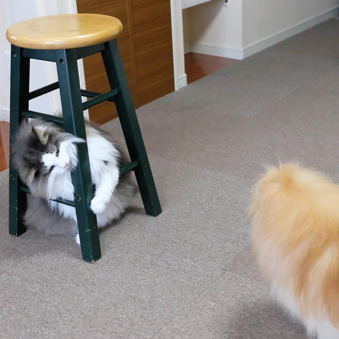 Hanaのインスタグラム：「来いニャろめ😼 * 🐶💢 * 椅子に守られて 強気な坊ちゃん😼 * * ブログ更新しました♪ http://kedamakyoudai.blog.jp/ #NorwegianForestCat#Pomeranian#japan#catlover#doglover#dogs#cat#Kawaii#fluffy#pom#fluffydog#catsofinstagram#dogsofinstagram#fluffycat#ノルウェージャンフォレストキャット#ポメラニアン#pecoいぬ部#ペコねこ部#犬と猫のいる暮らし#かわいい#cute#cutecat#cutedog#funny#funnydog#funnycat#いぬのきもち#ねこのきもち#ライブドアインスタブロガー」