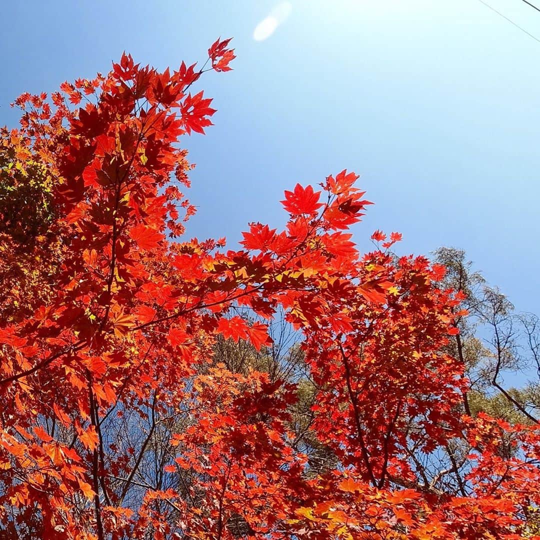 黒木桃子のインスタグラム：「秋色🍁」