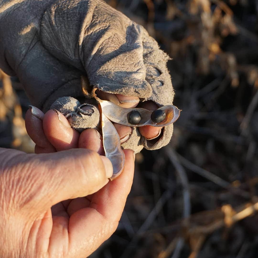 かわしま屋さんのインスタグラム写真 - (かわしま屋Instagram)「北海道幕別町で大豆や小豆を栽培している平わけさんを訪ねました。  長く愛される平わけさんの大豆と小豆。今年はどんな具合に育ってくれているのか覗いてきました。今年の新豆は10月下旬〜11月に入荷予定です☺️  新豆楽しみです😄  #平わけ#ひらわけさんの豆 #平譯さんの畑から #大豆#小豆#幕別町 #かわしま屋 #かわしま屋の読み物 #自然栽培 #自然栽培野菜」11月3日 17時16分 - kawashima_ya