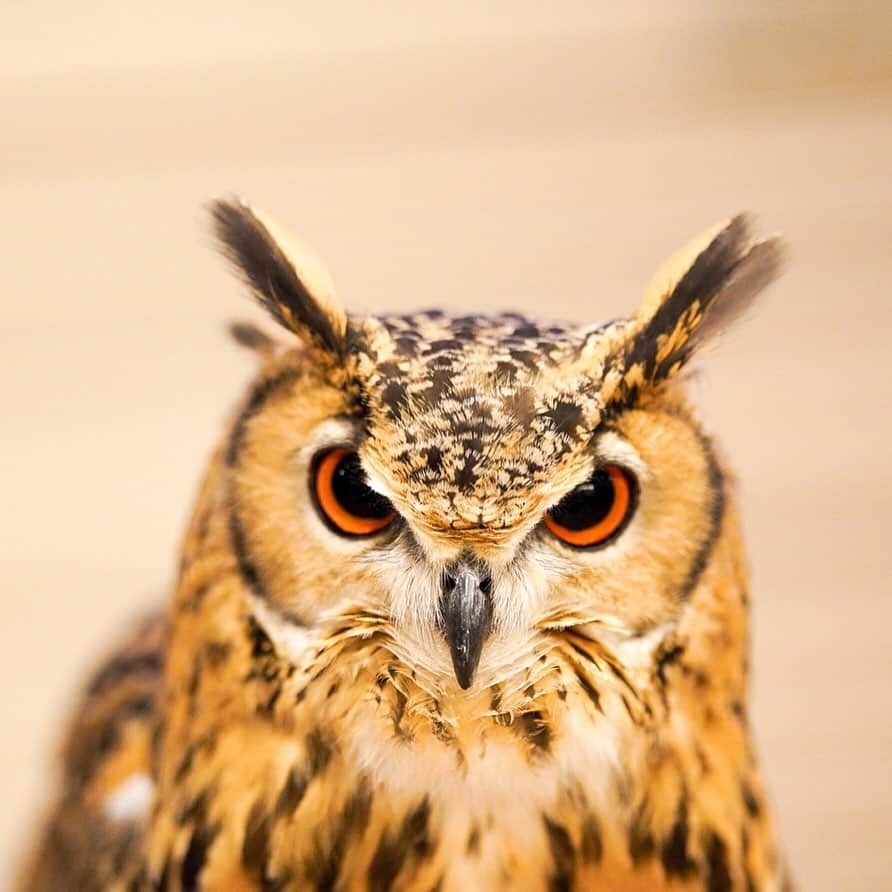 GEN3 Owlのインスタグラム：「じっと見つめてる / What's wrong? #owl #owlgaru」