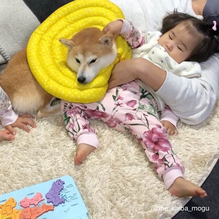 Moguのインスタグラム：「. 魅力的なもぐの耳なの。 #耳を触っているだけの動画 #一歳児も虜 #子分①がしゃべり続け個人情報ダダ漏れさせているため消音 . @the_shiba_mogu  #柴犬 #shibainu #shiba#赤柴 #redshiba#犬 #dog#しばいぬ#nannydog#犬と子供#子供と犬#柴犬と子供#柴#赤ちゃんと犬#犬と赤ちゃん#柴犬と赤ちゃん#赤ちゃんと柴犬#柴犬のいる暮らし#子守犬」