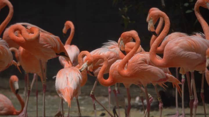 スミソニアン国立動物園のインスタグラム