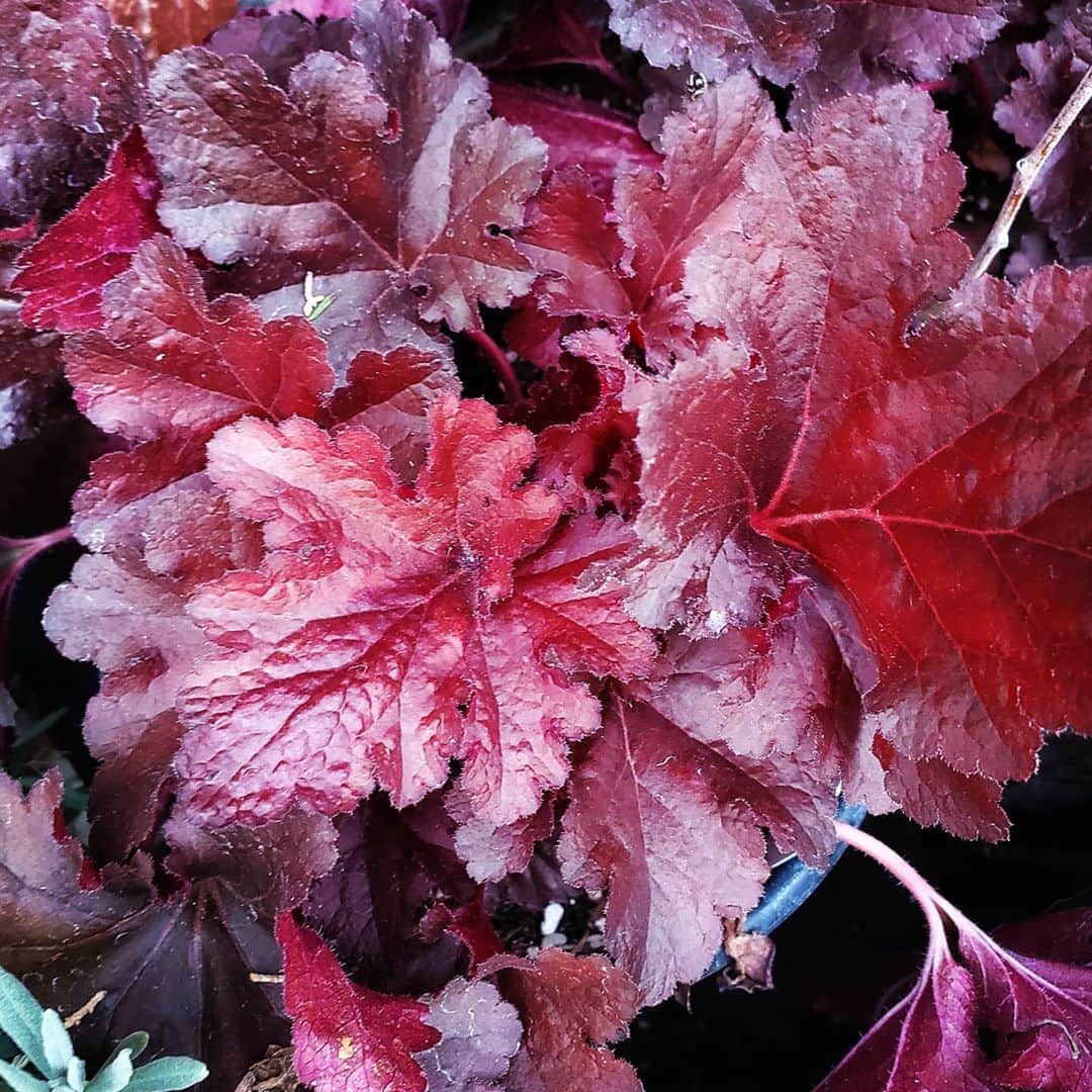 のインスタグラム：「Not SURE what to tell you but I am obsessed with HEUCHERA  #GASOLINEGARDEN #ILOVEGARDENS #GARDENSRULE #GARDENCHURCH #GARDENPARTY #GARDENMAGIC #AVANTGARDEN #GARDENS #GARDENGANGSTER #GARDEN #GRADENLIFE #GARDENER #GARDENTIME  #GARDENING #VEGETABLEGARDEN #FLOWERS #SUCCULENTS  #PLANTS  #CACTUS #AYEARINFLOWERS  #shadowhills  #THANKYOU  @gasolineglamour  #GASOLINEGLAMOUR #PLANTSOMESHIT  #GROWSOMESHIT  @nicksnursery  #NICKSNURSERY  #heuchera  #amethystmist  Heuchera is a genus of largely evergreen perennial plants in the family Saxifragaceae, all native to North America. Common names include alumroot and coral bells.  Scientific name: Heuchera Higher classification: Saxifrages Order: Saxifragales Family: Saxifragaceae Rank: Genus」