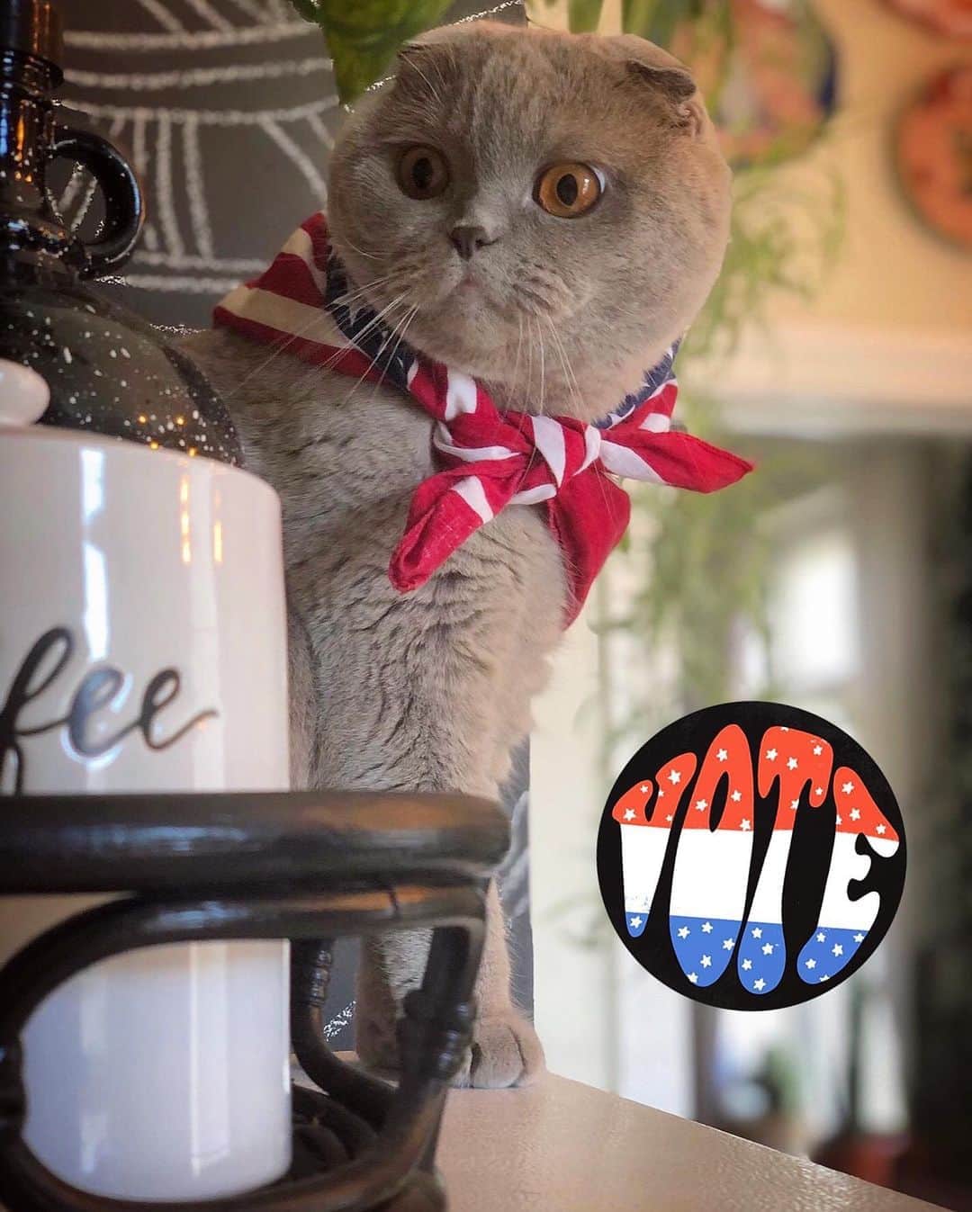 Millaさんのインスタグラム写真 - (MillaInstagram)「🗳 VOTE like your life depends on it... and give me your sticker after... I LOVE A GOOD STICKER! 😻🇺🇸 #MillaTheCat #Vote #election2020」11月4日 3時55分 - millathecat