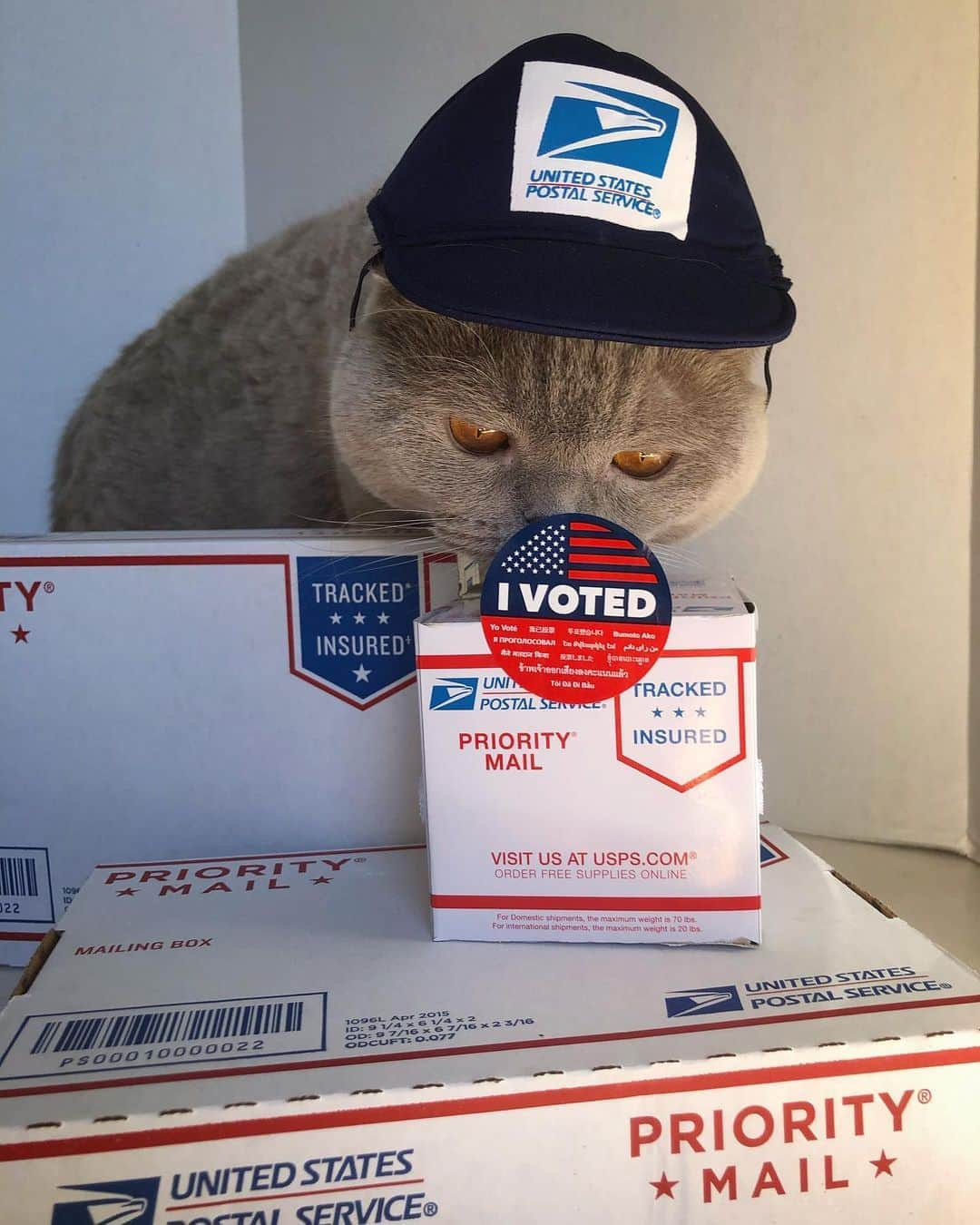 Millaさんのインスタグラム写真 - (MillaInstagram)「🗳 VOTE like your life depends on it... and give me your sticker after... I LOVE A GOOD STICKER! 😻🇺🇸 #MillaTheCat #Vote #election2020」11月4日 3時55分 - millathecat