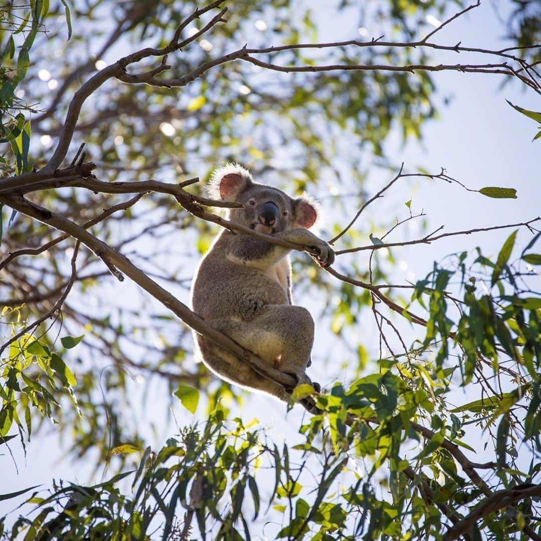 Australiaさんのインスタグラム写真 - (AustraliaInstagram)「Pop the kettle on please darl, I'll take milk and two sugars. ☕🐨 This adorable #koala was spending a lazy day in the treetops of Coombabah Lakelands Reserve in @queensland when @tongy1970photography was lucky enough to spot him. This reserve in @destinationgoldcoast protects more than 1200 hectares of wetland and eucalypt forest, providing a safe haven for 274 species of animals and making it the ideal place to see some of Australia's native wildlife. It’s also a great destination for hiking, bike riding, trail running and birdwatching. #seeaustralia #thisisqueensland #PlayGoldCoast #travel #holidayherethisyear」11月4日 4時00分 - australia