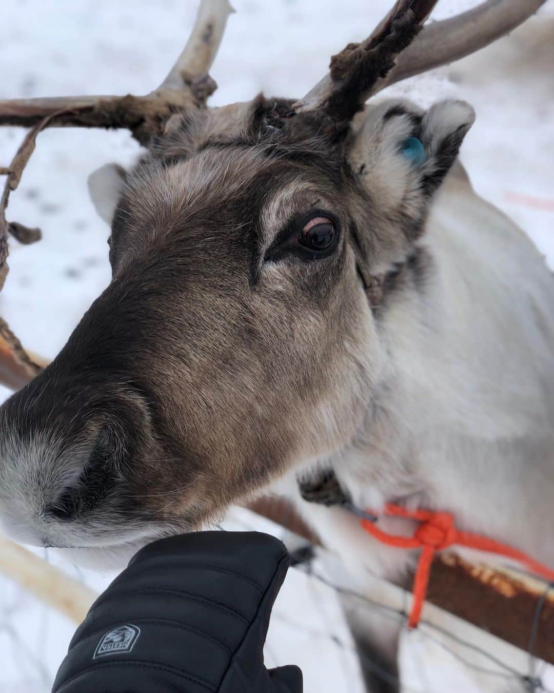 ラウラ・レピストさんのインスタグラム写真 - (ラウラ・レピストInstagram)「Aika kova kaipuu jo Lappiin lumiseen luontoon!💙❄️// Yhteistyössä @auroravillage_ivalo sydämellisten yrittäjien Suvin ja Juhan kanssa. . Me tässä mietitään talvireissu(j)a Lappiin. Lumista luontoa, hiihtoa, avantouintia, ehkä etätöitä tai jopa vähän lomaakin. Lähtisitkö säkin myös? Tuetaan omien mahdollisuuksiemme mukaan yhdessä suomalaisia yrittäjiä, jotka kipuilevat kun turistit eivät pääse normaaliin tapaan tänne.😔 . Aurora Village on aaivan ihastuttava paikka, jossa on nyt vielä tämän vuoden loppuun saakka ihan mielettömän hyvä tarjous:  1 yö - 190€ yöpyminen kahdelle 3 yötä - 570€ yöpyminen kahdelle 31.12.2020 saakka. Majoitus sisältää aamiaisen ja päivällisen. . Meiltä @tommihuovinen kanssa niin lämmin suositus! Sydämellinen tunnelma ja vastaanotto, ihanat yksityiset lasikattomökit, paljon tekemistä luonnossa, tosi laadukas paikallista ruokaa tarjoileva ravintola, ja esim. mielettömille Saariselän hiihtoladuille hurauttaa puolessa tunnissa jos haluaa yhdistää reissun vaikka siihen. Mun profiilin highlightseista näet lisää miltä upeassa Ivalossa oikein näyttää😍💙❄️ . Majoitus saatu yhteistyössä. #auroravillage #tarjous #kampanja #lappi #lapland #finnishlapland #revontulet #northernlights #auroraborealis #reindeer #snow #winter #nature #skiing #visitfinland #ourfinland #visitlapland #visitfinnishlapland」11月4日 4時12分 - lauralepisto