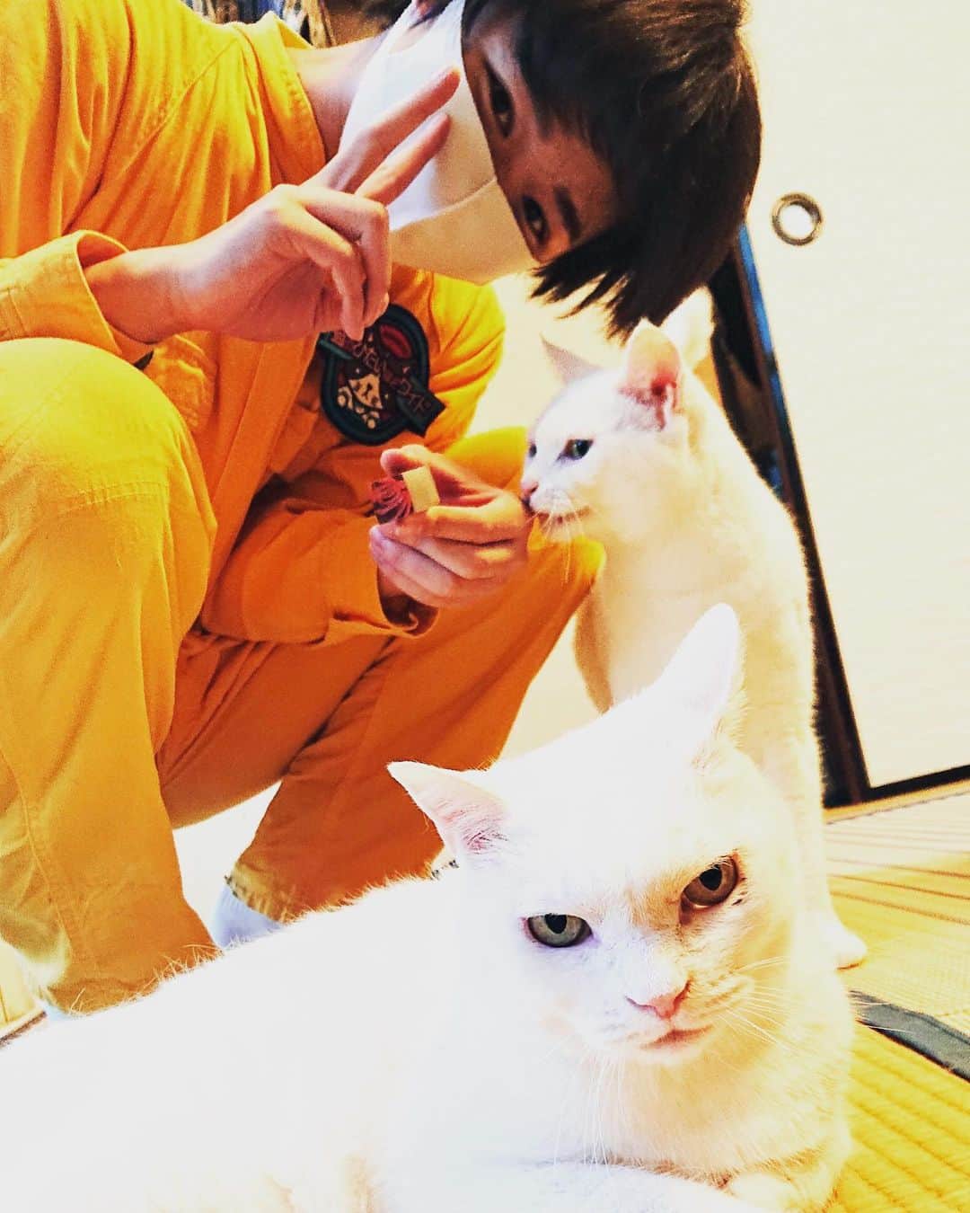 猫のひたいほどワイドさんのインスタグラム写真 - (猫のひたいほどワイドInstagram)「大倉空人、猫に愛される男」11月3日 19時30分 - nekohita_tvk