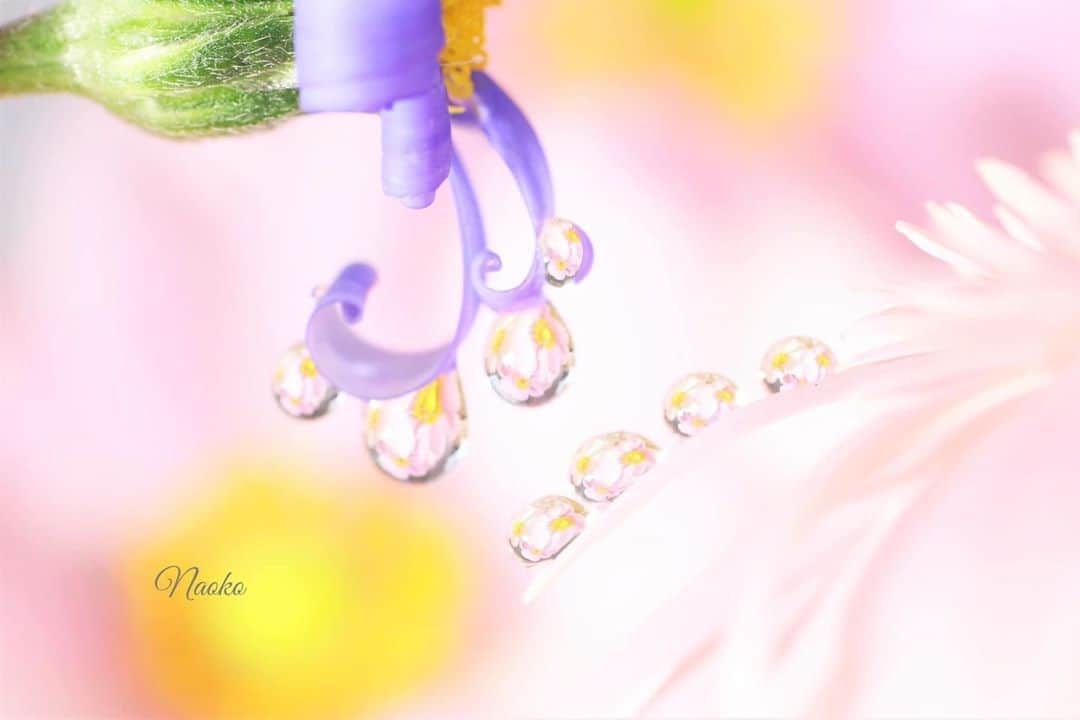 花の写真館のインスタグラム：「Photo by Naoko Suzuki.⠀ .⠀ Original Post[投稿いただいたURL]⠀ https://www.facebook.com/photo.php?fbid=1470950493295414⠀ .⠀ 本アカウントは、 #私の花の写真 をつけてInstagramに投稿された皆さまの花の写真や、「花の写真館」Facebookページで投稿された花の写真を紹介します。⠀ 「花の写真館」Facebookページは、「 @floral.photograph 」のプロフィールにあるURLからご覧ください。⠀ .⠀ ※各自、政府、自治体など公的機関の指示に従った行動をお願いします。⠀⠀ 東京カメラ部および分室では、写真を「見る楽しみ」を提供することを通して、微力ながら皆様にわずかな時間でも癒しをお届けしたいと思っております。⠀ ※本アカウントは東京カメラ部がFacebook、Instagramのサービスを利用して運営しているもので、Facebook社・Instagramとは一切関係ありません。⠀ .⠀ #花の写真館 #floralphotograph #floralphoto #flower #flowers⠀ Follow: @floral.photograph」