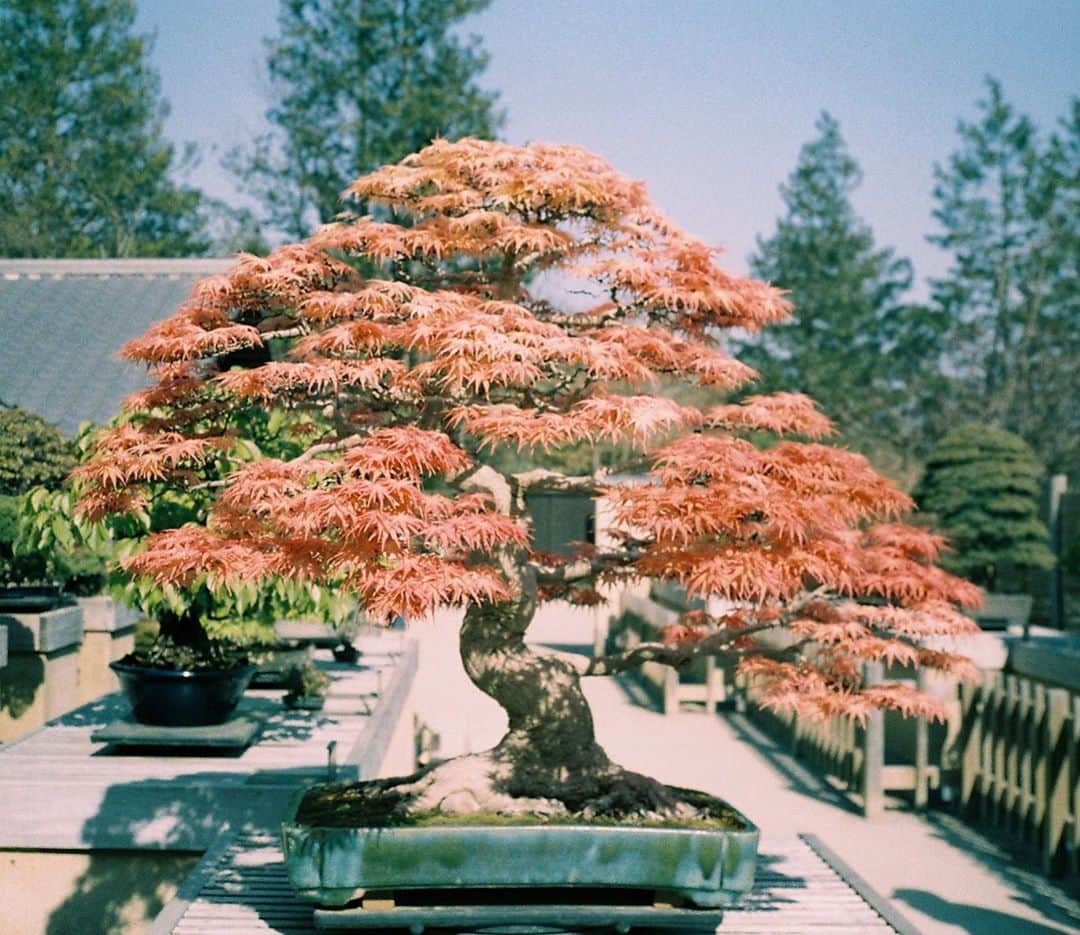 東京DANDYのインスタグラム：「Autumn in Japan is a million more reasons to be grateful 🍁 #autumn #紅葉 #35mm #filmphotography #analogphotography #contaxt2 #kodakportra400」