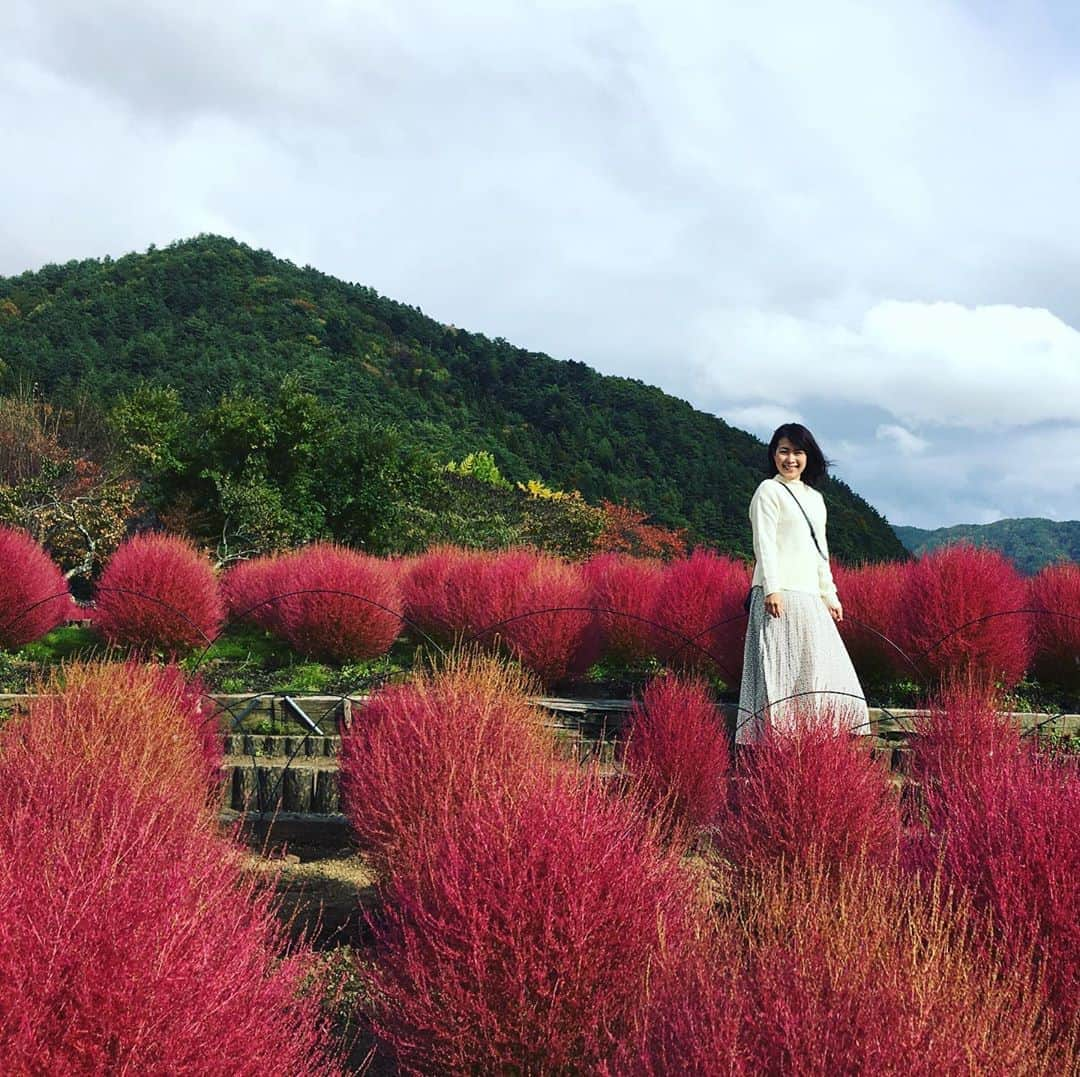 黒塚まやのインスタグラム：「久しぶりの山梨へ❣️ 思いがけず紅葉狩りも出来て、自然を感じられて、癒されました☺️ . #山梨 #河口湖 #紅葉狩り #コキア #やまなし大使 #今回は甲府に行けなかったのが残念 #甲州ワイン　はしっかりお土産に買って帰りました！」