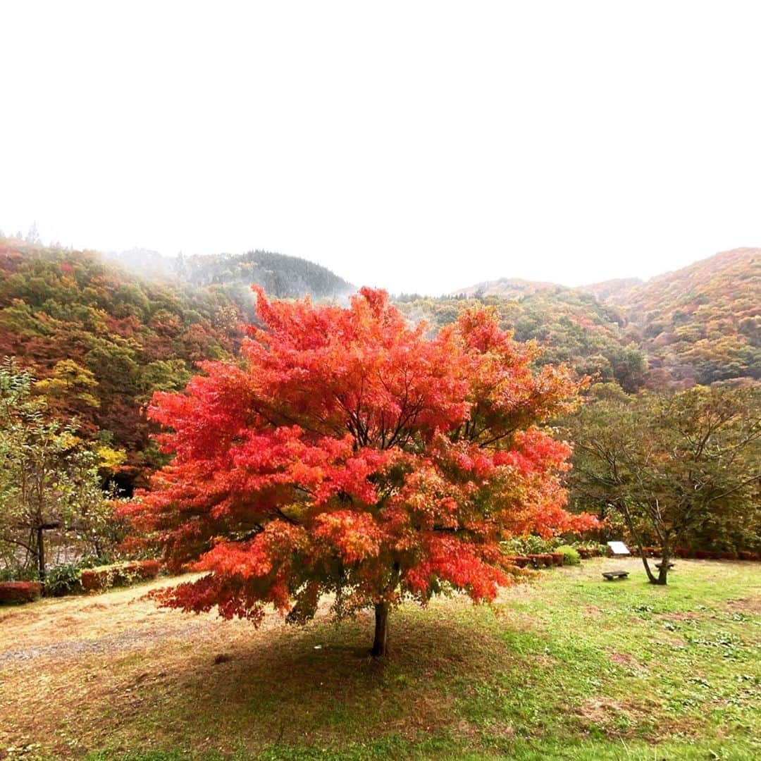 Kajiko Kajikawaさんのインスタグラム写真 - (Kajiko KajikawaInstagram)「照る山　紅葉〜🍁急に寒くなる土地の紅葉は、やっぱり一段と鮮やかな色で綺麗です😂 #autumn #autumnleaves #紅葉  #紅葉狩り #秋田  #田沢湖」11月3日 20時08分 - kajikoo