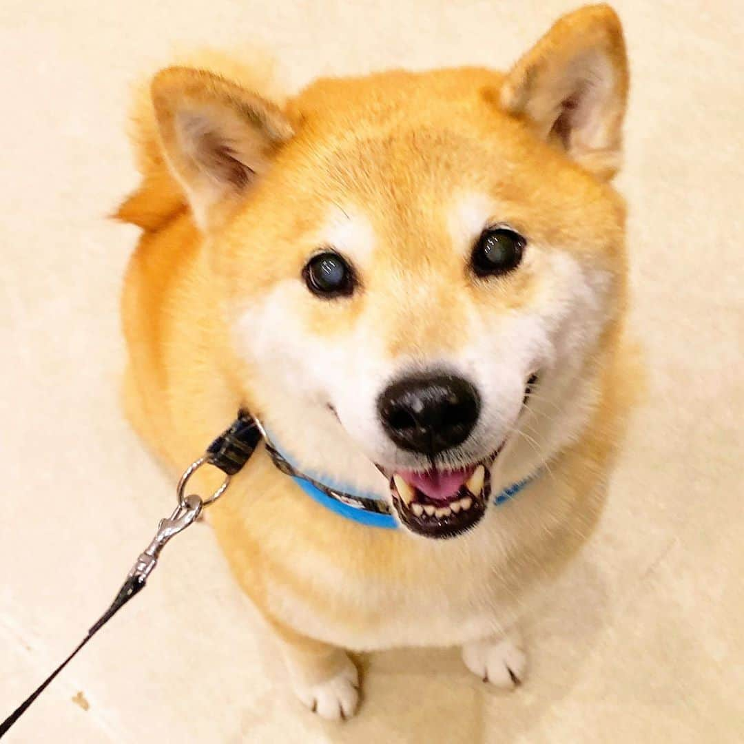 まる（まるたろう）さんのインスタグラム写真 - (まる（まるたろう）Instagram)「Can I have a snack please. ✨🐶☺️✨パパ！オヤツちょうだい🥺 #確実にオヤツゲット出来る角度 #ちょろい #むふふのふ」11月3日 20時19分 - marutaro