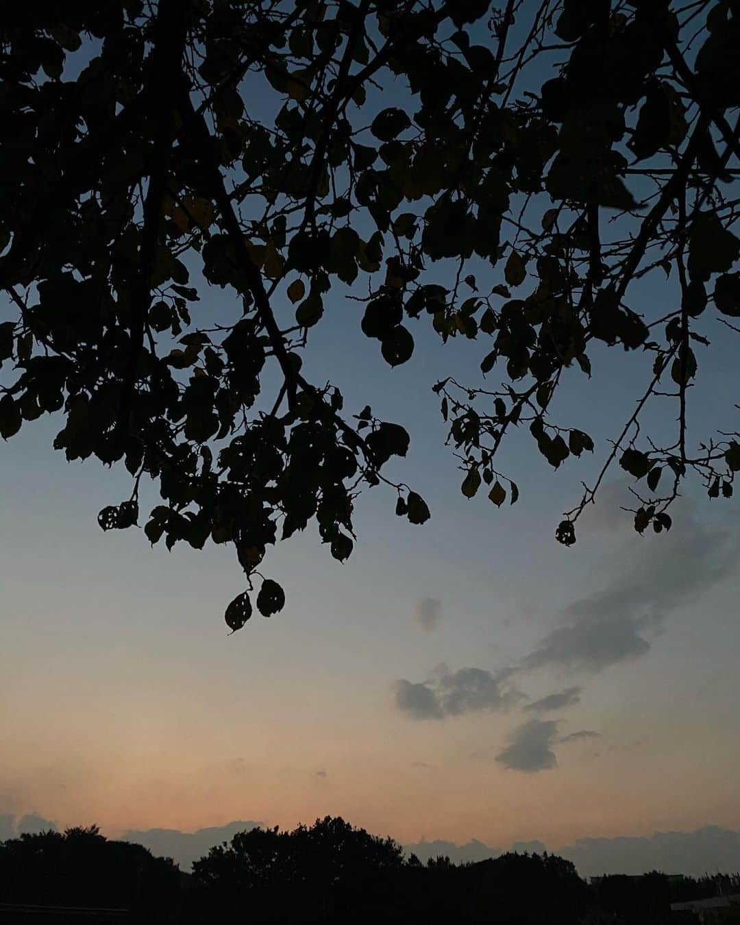 柴田紗希さんのインスタグラム写真 - (柴田紗希Instagram)「きれいな時間を感じれた日は すごく贅沢に感じます。 今日は鳥が一生懸命飛ぶパタパタの音を しっかり聴けて なんだか得した気分でした。 何気ない当たり前を当たり前に感じられるってほーんと、大きな幸せだ☺︎」11月3日 20時12分 - shibasaaki