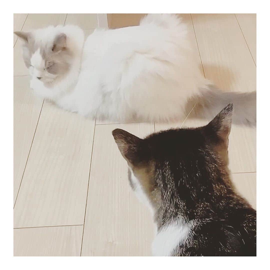 こむぎのインスタグラム：「* しおくんのこと！ 昨日しおくん通院でした！🤗  血液検査の方は安定していて、腎臓の大きさも前回とほぼ変わらないくらいに👏 一度ステロイドをやめてみて、腫れがどうなるか(お薬やめたらまた腫れるのかそのまま安定してくれるか)様子をみることになりました🤔 片方の腎臓はまだ4センチくらいで若干大きいですが1番酷い時は4.6センチだったのでそれよりは小さくなっています🙆‍♀️  食欲の方は出てきていて体重が１週間で4.2キロから4.6キロへ😭✨ 前回出してもらった食欲が出るというアレルギーのお薬のペリアクチンが効いているのかもしれません🤔 そちらは副作用の心配がほぼないとのことなので、また2週間続けてみて、2週間後に再度写真して血液検査とエコーを撮ることになりました🤗  タイミングよくおしっこも採れたので検査しましたが特に問題なし。 比重の数値も低いと腎不全の兆候が見られるそうですが、数値も低くはなかったので、慢性的な腎不全ではなさそうと仰ってました👏 ただ膀胱のエコーをみるとモヤモヤとして良い状態ではないよう…💦 とりあえずはおしっこは出ているので膀胱の方はひとまず様子見で、まずはペリアクチンを続けてご飯をモリモリ食べて体重を増やすことを目指そうとなりました👍  しおくん、最近はロイカナの療法食をトッピング乗せなくても食べれるようになったそうです😭 良かった〜😭😭 このままモリモリたべてビッグボーイ目指そうねぇ😭✨✨  最後の写真は娘さんに甘えるくじらくん☺️ しおくんはママさんに甘えていて、くじらは娘さんにベッタリだそうです〜😍 あの現場にいるままだったら、こんなに人に甘えるなんてこと出来なかった2匹です。 そう思うと幸せそうで本当に嬉しい😭😭  いつもしおくんの応援本当にありがとうございます！！このまま元気になっておくれー🙏🏻✨ #岐阜多頭崩壊レスキュー」