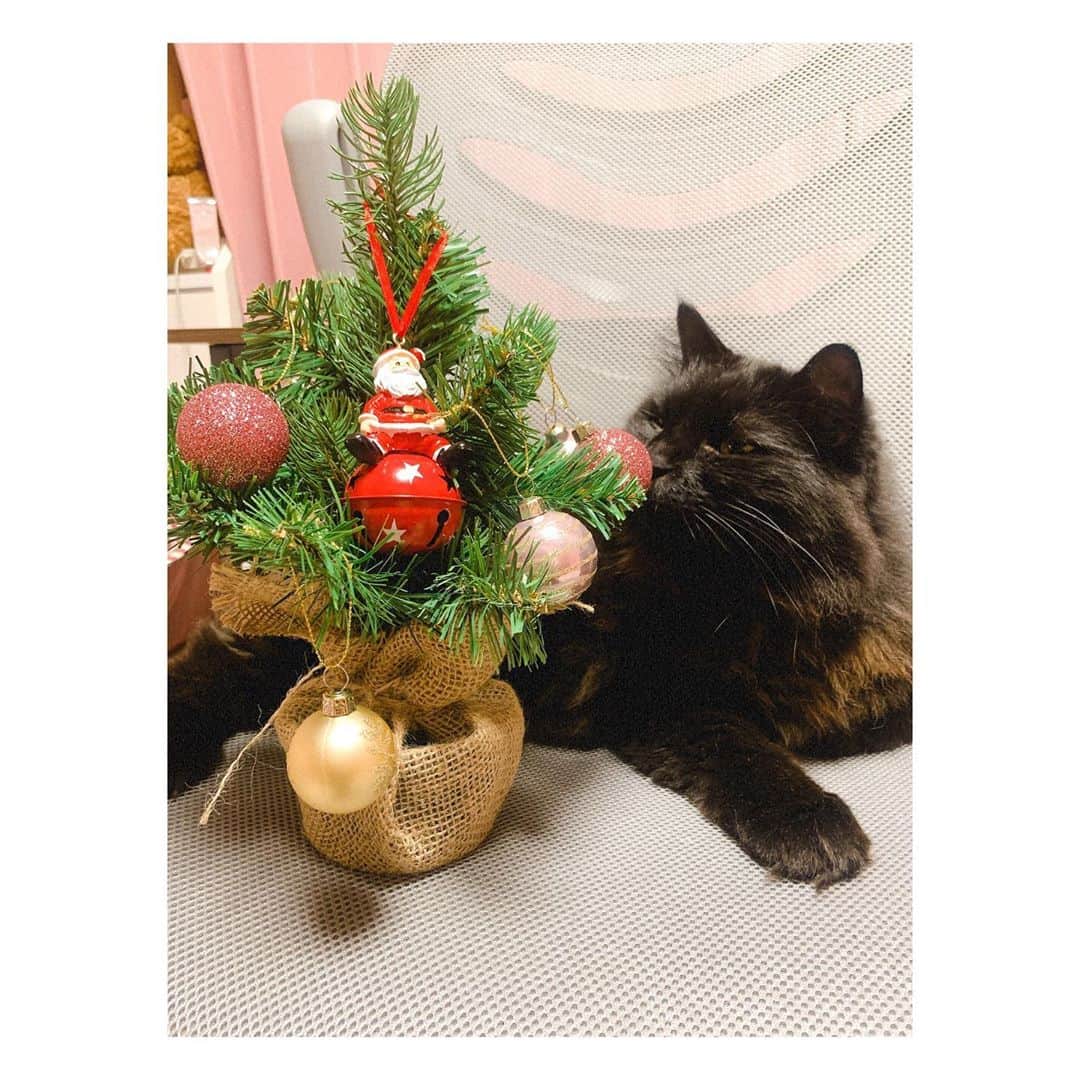 後藤紗亜弥さんのインスタグラム写真 - (後藤紗亜弥Instagram)「飾りました🎄✨　#holiday #christmas #christmastree #クリスマス　#モコよりも小さいツリー　#猫のいる暮らし」11月3日 20時24分 - saaya_goto