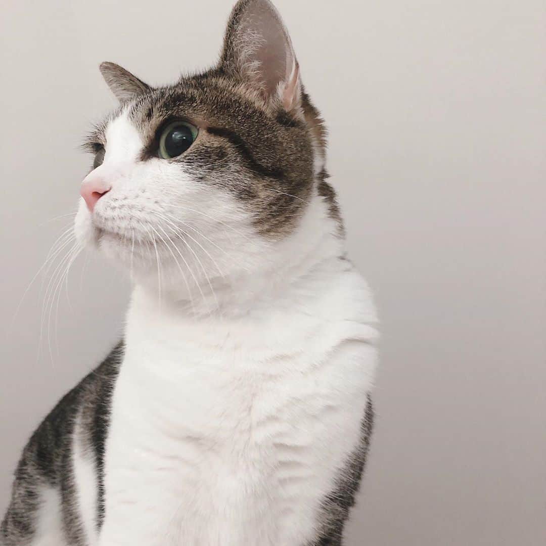 Monaのインスタグラム：「. . . るる氏🐱💗 . . . #cat#ネコ#猫 #猫のいる暮らし #猫のいる生活」