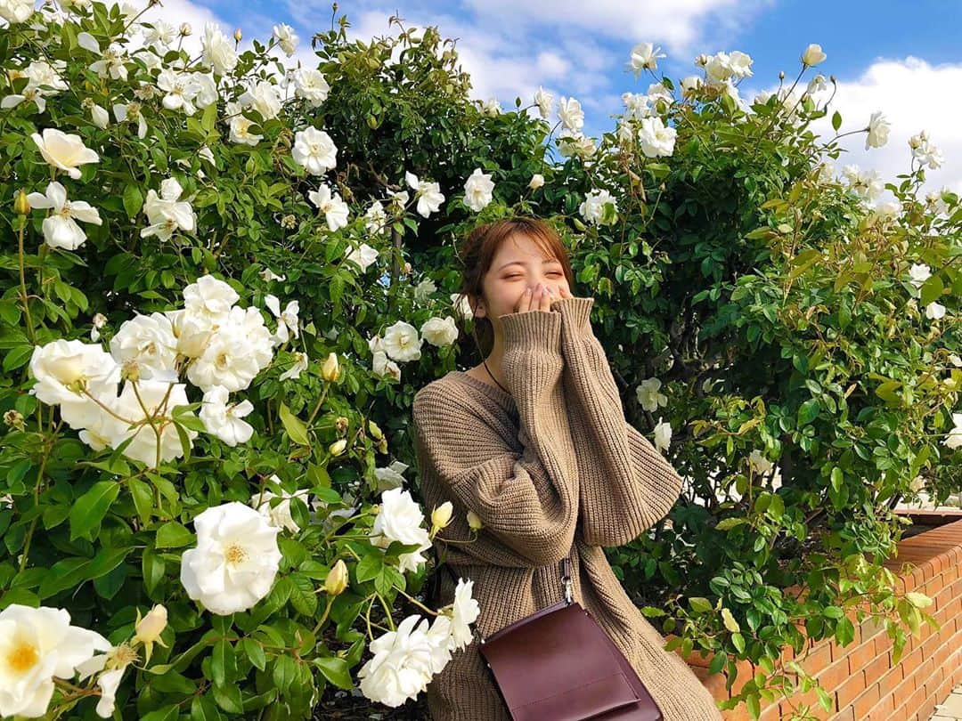 のインスタグラム：「. PVのナレーションを務めさせていただいている グリーンパークのバラ園に行ってきたよ🌹  風が冷たかったけど、お天気が良くてよかった〜🌞💕  お花を見ると癒されるし、 こうやって外に出て光合成するの大事ね🌱  ポニーに餌をあげたり カンガルーみたり今日も平和な1日だったよ🐴✨  クシャミすると、独特すぎて絶対笑われるんやけど🤧 （DJのスクラッチみたいなクシャミらしい。笑）  写真撮ってもらってる時にクシャミが出て その瞬間を撮ってくれてた🤣  ①クシャミ後 ②くしゃみ前  いい笑顔なのでよかろう◎  笑われてるとつられ笑いする😂 笑顔も幸せも連鎖させていこう〜💓  （写真撮る時だけマスク外してます🥺）  #グリーンパーク#響灘緑地グリーンパーク#バラ園#ナレーション#福岡#福岡デート#北九州#花のある暮らし #ニット#おだんごヘア#小指ナビ」
