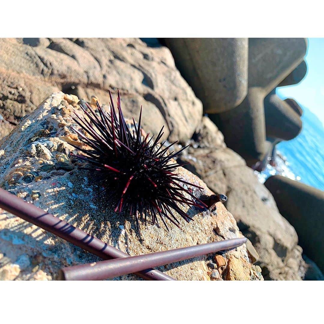 百合華さんのインスタグラム写真 - (百合華Instagram)「#seaurchin   #sea  #seafood  #seaurchins」11月3日 20時43分 - yurika.lovelily
