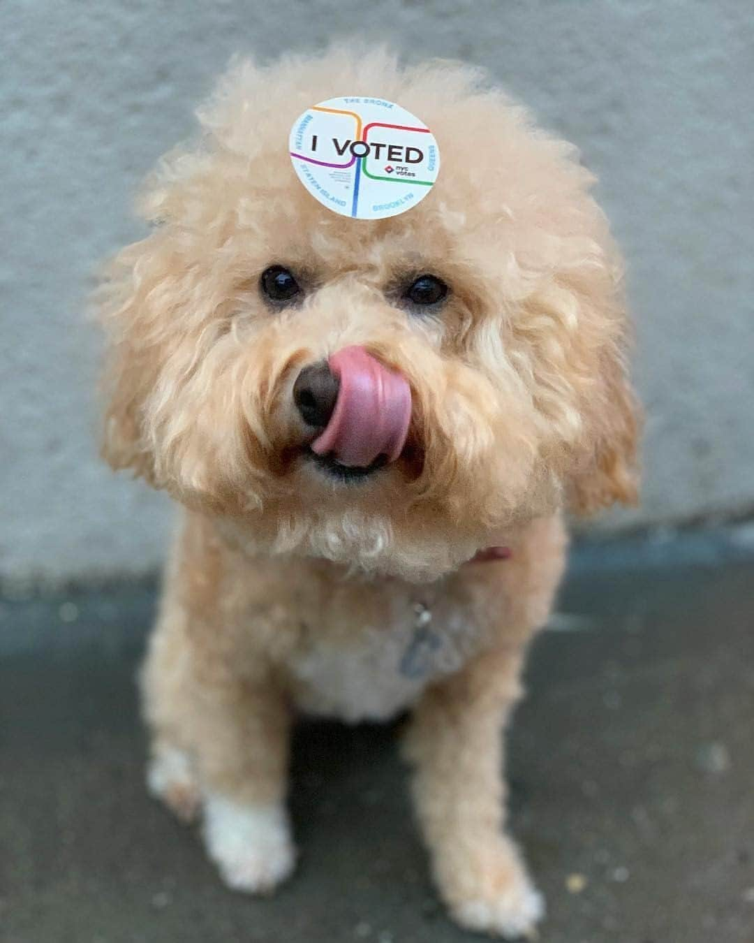 BarkBoxさんのインスタグラム写真 - (BarkBoxInstagram)「VOTE 🗳️✅⁠ ⁠ (love you, @puppynamedcharlie!)」11月3日 20時48分 - barkbox