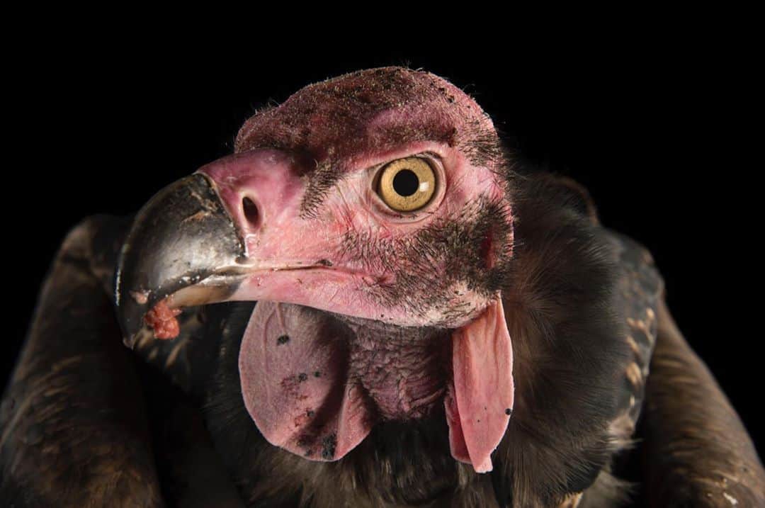 Joel Sartoreさんのインスタグラム写真 - (Joel SartoreInstagram)「Brahma, who calls the @worldbirdsanctuary home, is the only Pondicherry vulture currently in North America. It was once believed that the striking bald head of this vulture was a form of protection against infection, as this species is known for sticking its entire head into a carcass while feeding. However, researchers now think it may play an important role in the bird’s ability to maintain its internal temperature. In the wild, Pondicherry vultures are found primarily in northern India, where they inhabit open country, cultivated, and semi-desert areas. Photo taken @palmbeachzoo. #vulture #pondicherry #bald #redhead #bird #scavenger #PhotoArk #savetogether」11月3日 20時52分 - joelsartore