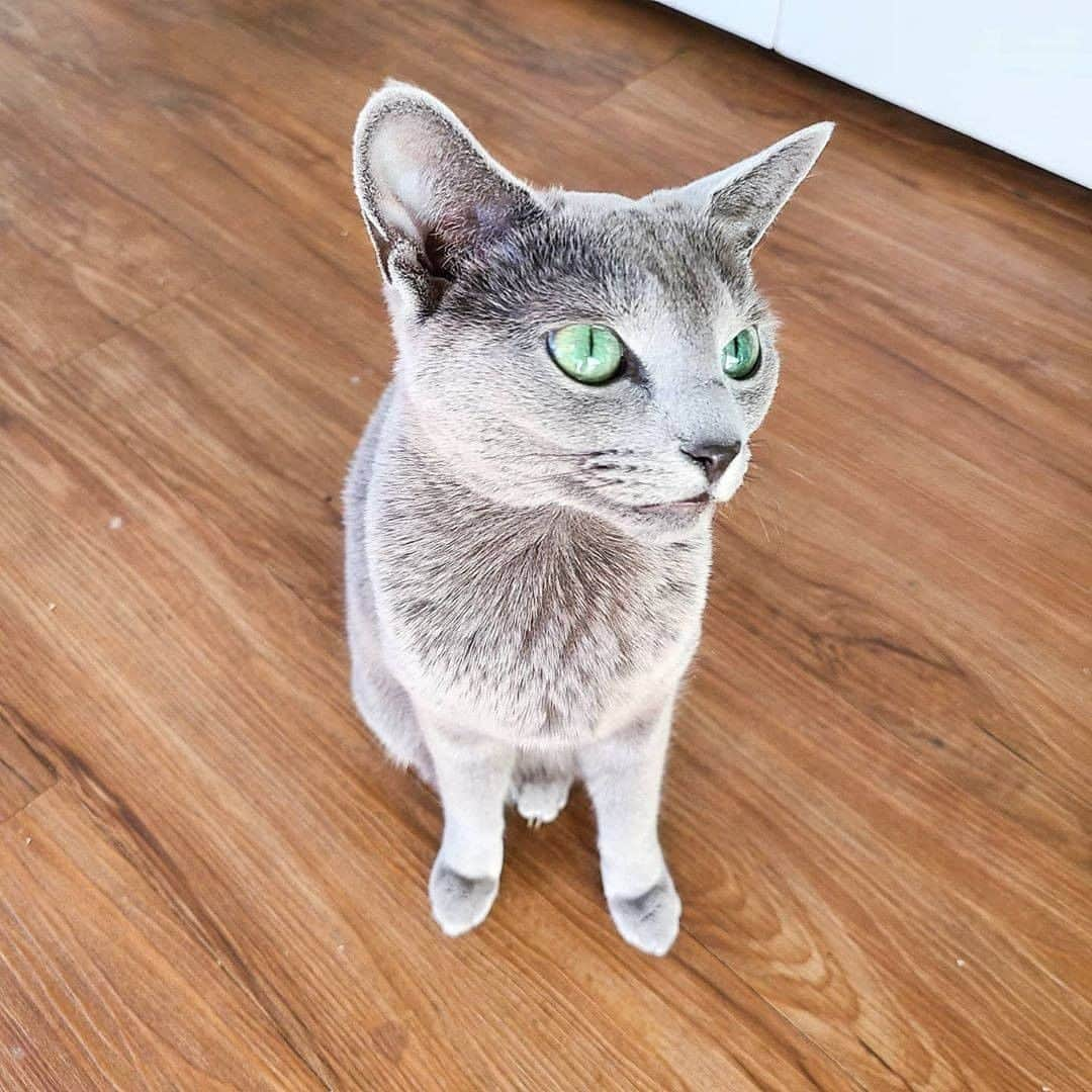 PECOねこ部さんのインスタグラム写真 - (PECOねこ部Instagram)「「Your eyes are beautiful😍」 . #キラキラ美しい瞳💎👀 #輝く毛色✨ #すべてが宝石みたいなニャンコさん😍 #その瞳に見つめられたら…😳 #I fall in loveです😍💕 . 素敵な投稿してくださったのは… @teenydina さん 他にも素敵なお写真がたくさんあるので、ぜひ遊びに行ってみてくださいね♪  #ペコねこ部 をつけて投稿すると… PECOのSNSで楽しくご紹介させていただきます😋  #ねこ #猫 #ネコ #ねこ部 #にゃんこ #かわいい #cat #cats #catsofinstagram #cats_of_instagram #catstagram #kawaii #meow #catlover #RussianBlue #ロシアンブルー #綺麗な瞳 #瞳 #eyes #beautiful」11月3日 21時00分 - pecocats