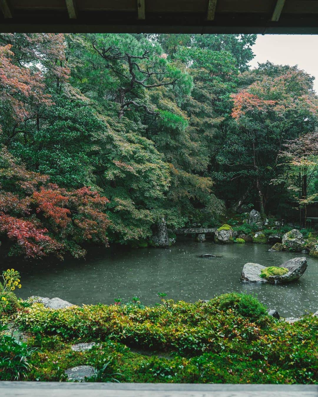 山口淳一のインスタグラム：「Green to Red. — #japan #kyoto #autumn #green #nature #日本 #京都 #秋 #緑 #紅葉」