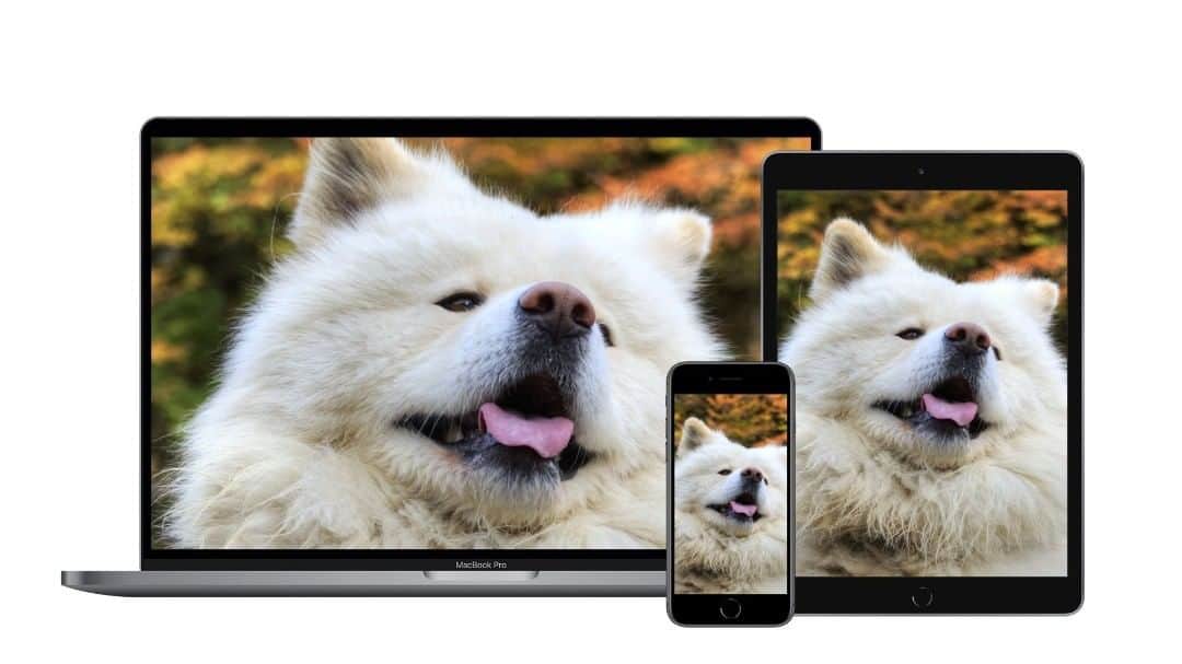 のインスタグラム：「All profits made from a wallpaper will be used for the creation of the Wasao Memorial.  https://thanks.wasao.com/products/  この壁紙の利益は全て「わさお記念碑」制作のために使用されます。よかったら見てね。  今回のテーマは紅葉です。」