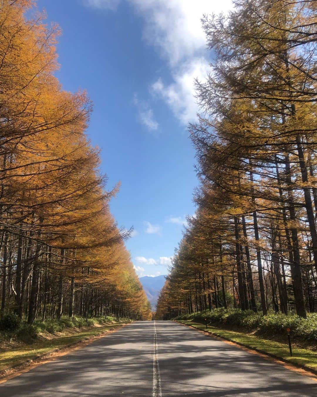 福内櫻子さんのインスタグラム写真 - (福内櫻子Instagram)「日本の秋🍁🇯🇵 まだまだ知らない綺麗な場所がいっぱい。 電車の音も話し声も聞こえない 鳥の鳴き声だけが聞こえるの。 コロナで家に閉じこもってたからなのか最近自然が好きになりました。😌」11月3日 21時17分 - sakurako_fukuuchi