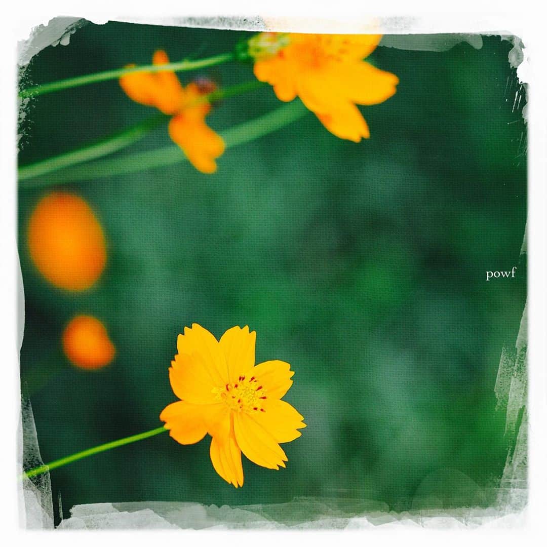 anemone_69のインスタグラム：「. #orangecosmos #キバナコスモス . . #DreamCanvas_powf . . .」
