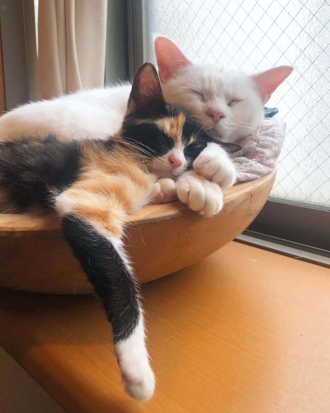 maimocotoのインスタグラム：「保護活動の醍醐味の一つ❤︎ 自分の子が保護猫ちゃんに優しくしている姿が見られる事✨今までこっちゃんはどれだけの子猫に愛を教えてあげたかな❤︎ありがとうね😽 ＊ ＊ 『子猫ちゃんって可愛いし、いいにおいだし、おちりも香ばしいし、大好きなの、あたち❤︎』 ＊ ＊ #でも成猫ちゃんには厳しいコト。。 #コトの育児 #コトムービー  #美三毛猫のハナコ」