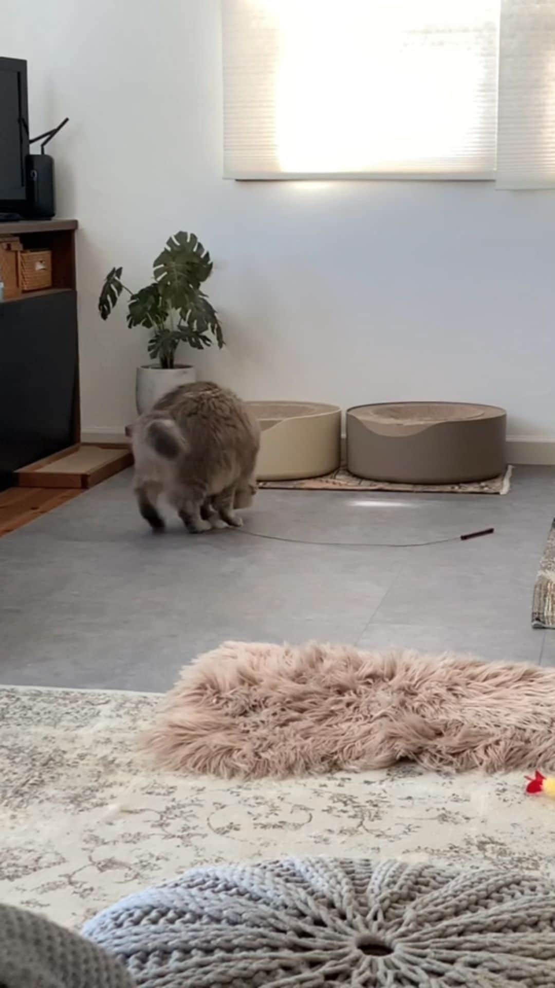nocoaのインスタグラム：「． 1人遊びが上手。 飛ぶおにぎり🍙 ． ． #ロイサラ成長記録  #nocoa動画#catvideo#猫動画」