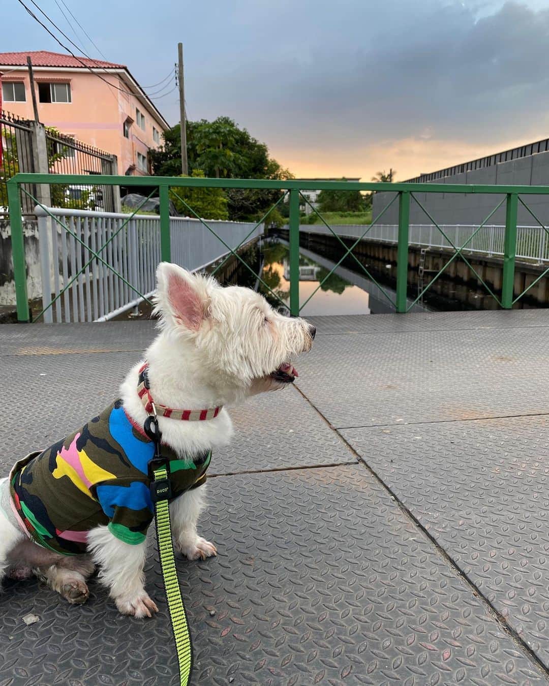 Hoykong&Plamuekさんのインスタグラム写真 - (Hoykong&PlamuekInstagram)「Sunset in the neighborhood  #plamuek_westies」11月3日 21時51分 - hoykongplamuek