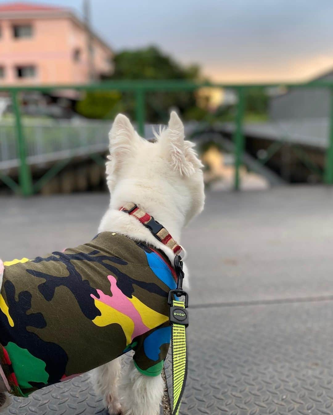 Hoykong&Plamuekさんのインスタグラム写真 - (Hoykong&PlamuekInstagram)「Sunset in the neighborhood  #plamuek_westies」11月3日 21時51分 - hoykongplamuek