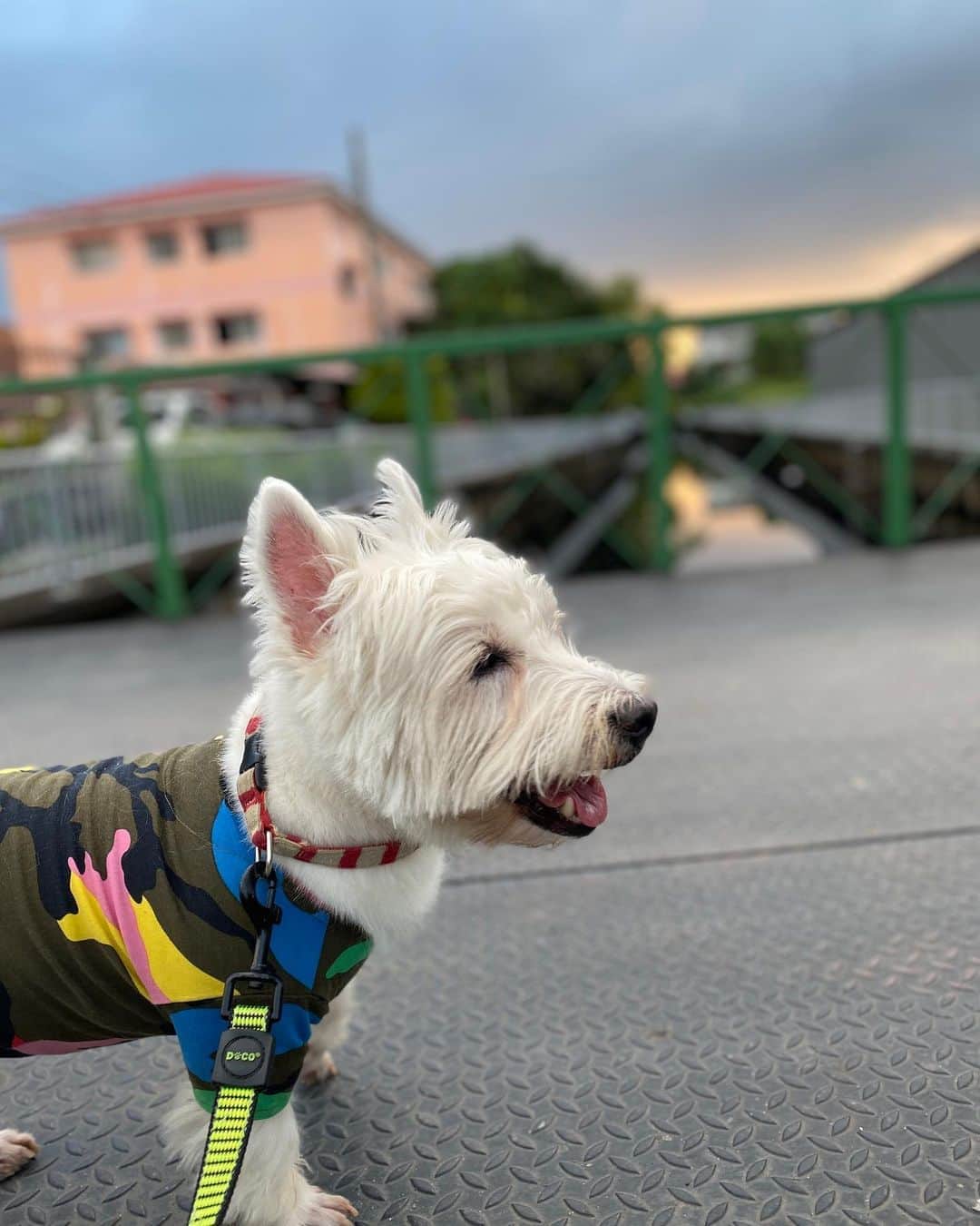 Hoykong&Plamuekのインスタグラム：「Sunset in the neighborhood  #plamuek_westies」