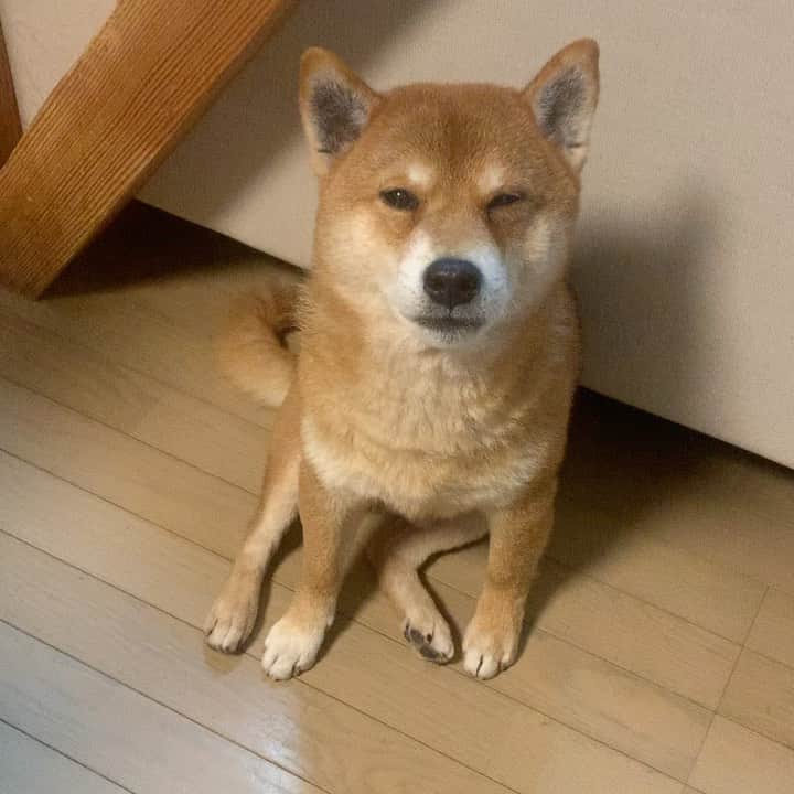 yu matsuのインスタグラム：「居眠りお座り。  #ぼくちん目は大丈夫だよ」