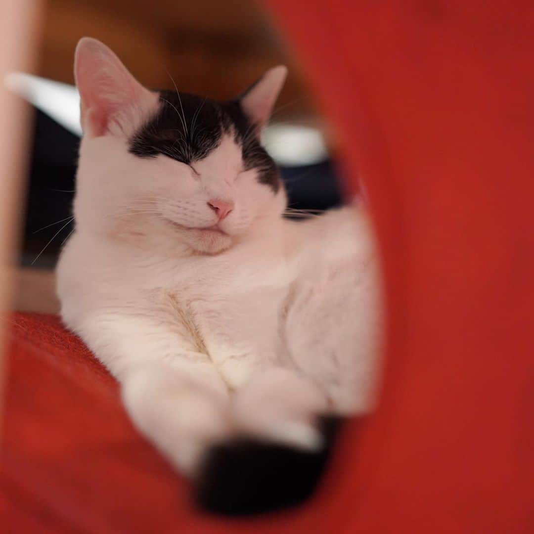 KAZUYAのインスタグラム：「今日のにゃんこ65。 寝ているのにニヤッとしているように見えますね。 #猫 #猫のいる暮らし #cat」