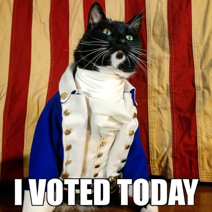 猫コスプレさんのインスタグラム写真 - (猫コスプレInstagram)「If you voted, but didn't get a sticker. Here's a cat for you.  #Vote #Election2020  #AlexanderHamilton #Hamilton . . . . . . . . . . #ivoted #getoutthevote #cat #catcosplay #cosplay #cosplayer #catcostume #catsinclothes #catsofinstagram #catstagram #petclothes #PetCostume #Election2020 #electionday #election」11月3日 22時10分 - cat_cosplay