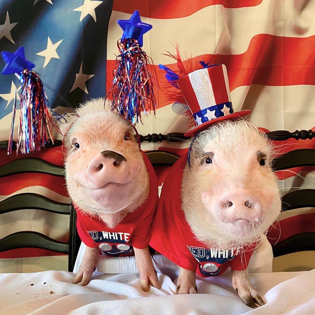 Priscilla and Poppletonさんのインスタグラム写真 - (Priscilla and PoppletonInstagram)「Happy #ElectionDay! We are piggies, so we can’t vote but we plan to go with mommy after school! If you haven’t already, #GoVote!🐷🇺🇸#proudtobeanamerican #PopandPink #PrissyandPop」11月3日 22時10分 - prissy_pig
