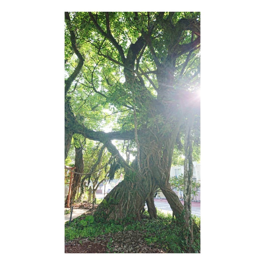 加藤沙知さんのインスタグラム写真 - (加藤沙知Instagram)「アコウの木  宮崎市内海にある野島神社のご神木です。  二本のアコウの枝が結びつき一体となり、 その一体化したアコウから、新たに数本の枝が地表に下りて根をはり、幹となり、大樹となっているんです。  その堂々たる姿は、圧巻でした。  MRTテレビ『わけもん!!』19:57～OA 藤岡弘、宮崎ぶらり旅 にてご紹介します。  また、野島神社では神楽についてもお話を伺いました。  2枚目の写真は、神楽面です。 珍しい表情ですよね！ その由来などもお話を伺いました。  #藤岡弘、宮崎ぶらり旅 #ぶらり旅 #旅 #trip #野島神社 #宮崎市内海 #アコウ @noshima_shrine  その他にも、 #ラーメン #ランチ #焼き肉 などなど美味しいお店もご紹介 #職人技 の#ダンボールアート も！！ #アナウンサー がリポートします！」11月3日 22時24分 - mrt.kato